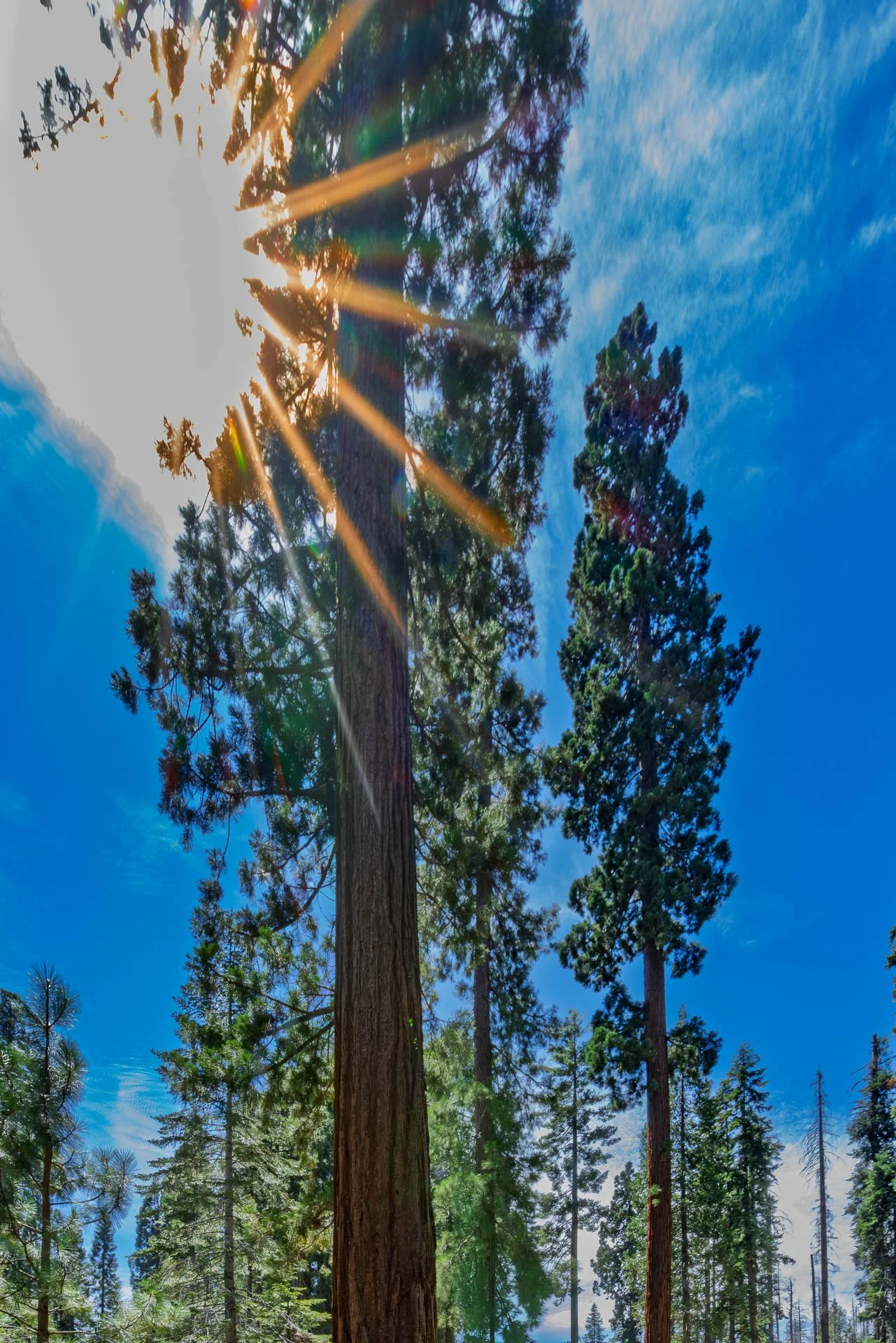 Redwoods and Sequoias from Mariposa Grove.