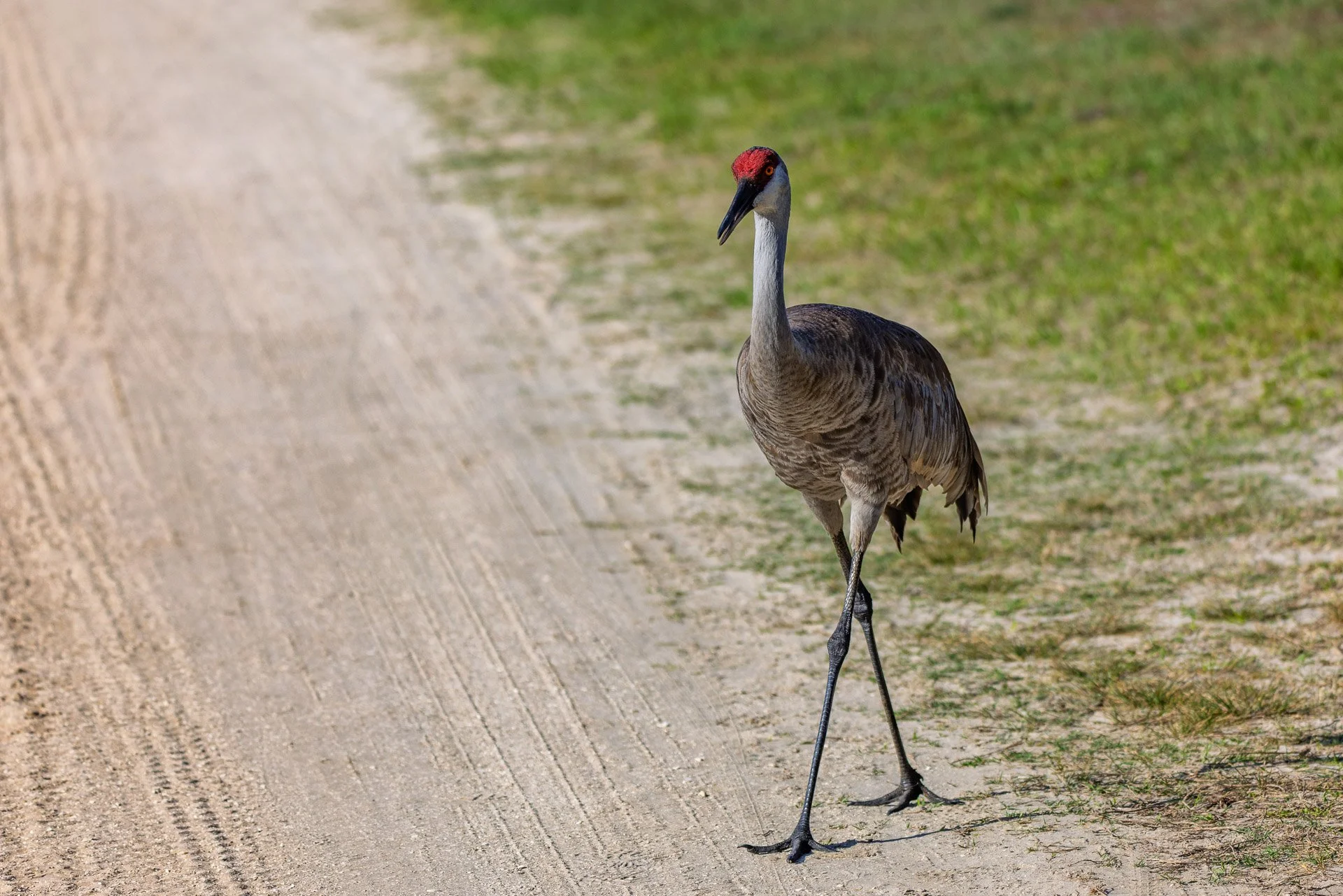 Sandhill Crane