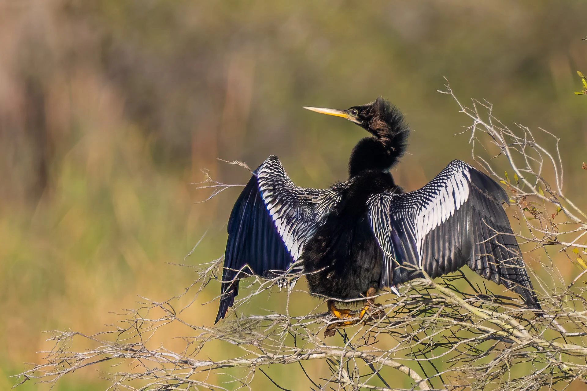 Anhinga