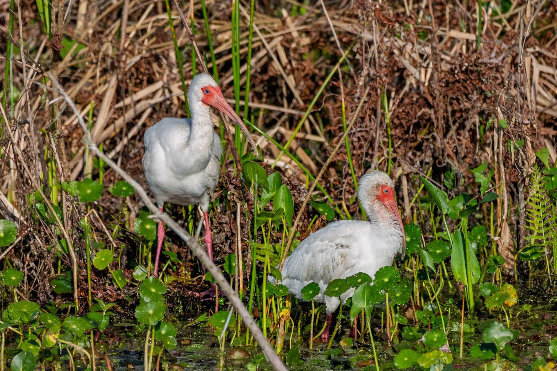 White Ibis