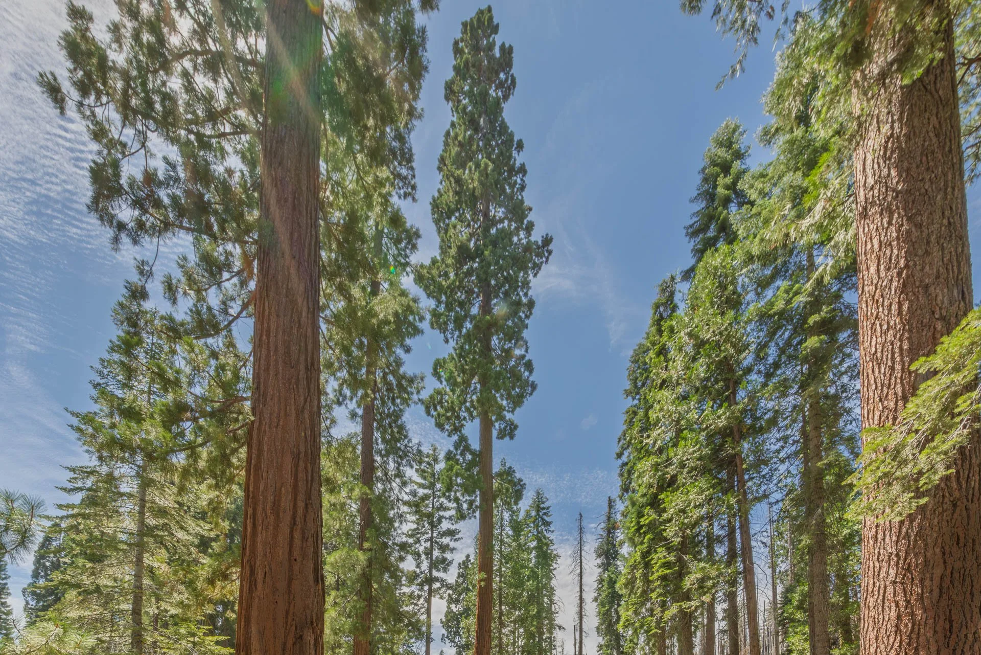 Redwoods and Sequoias from Mariposa Grove.