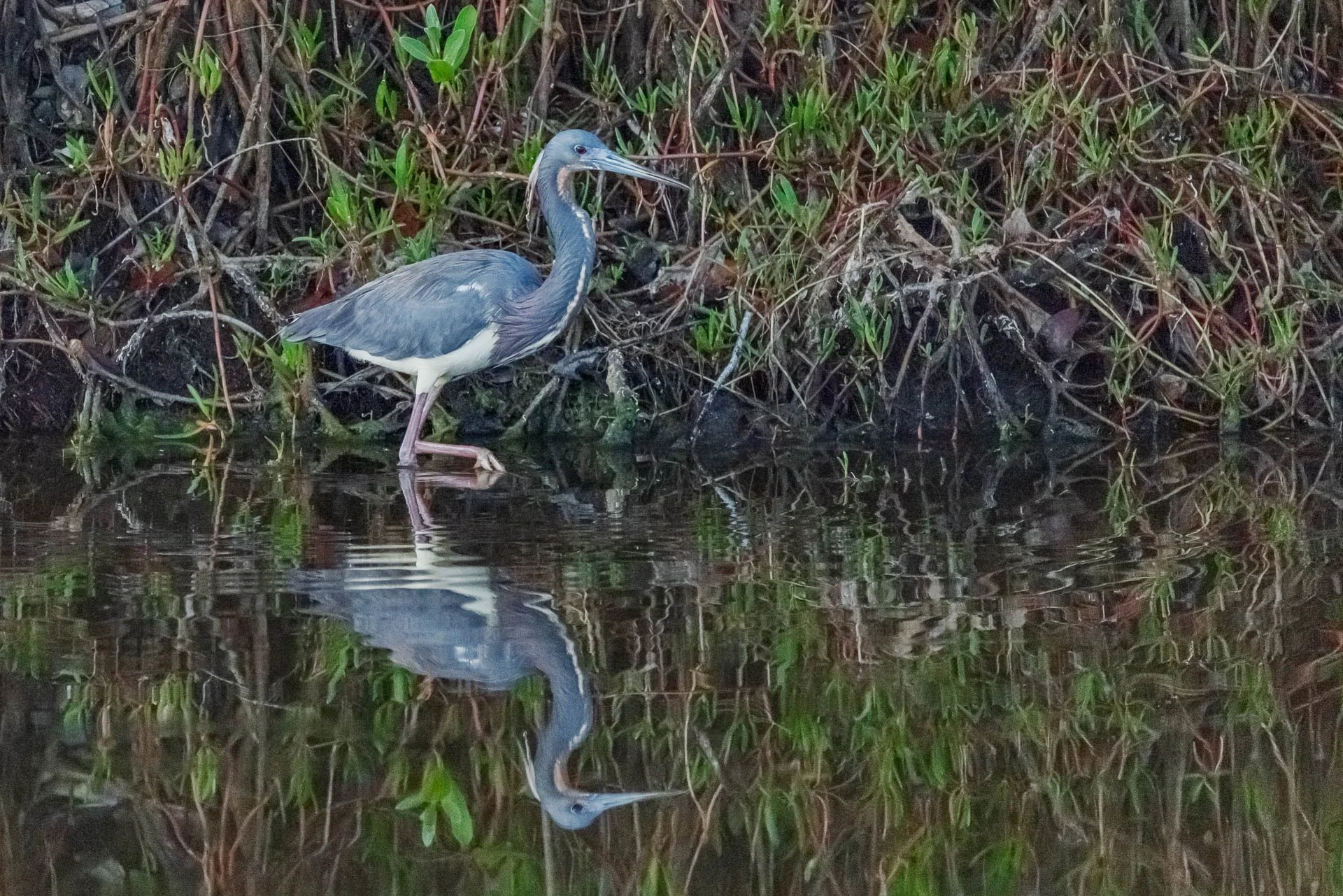 Tricolored Heron