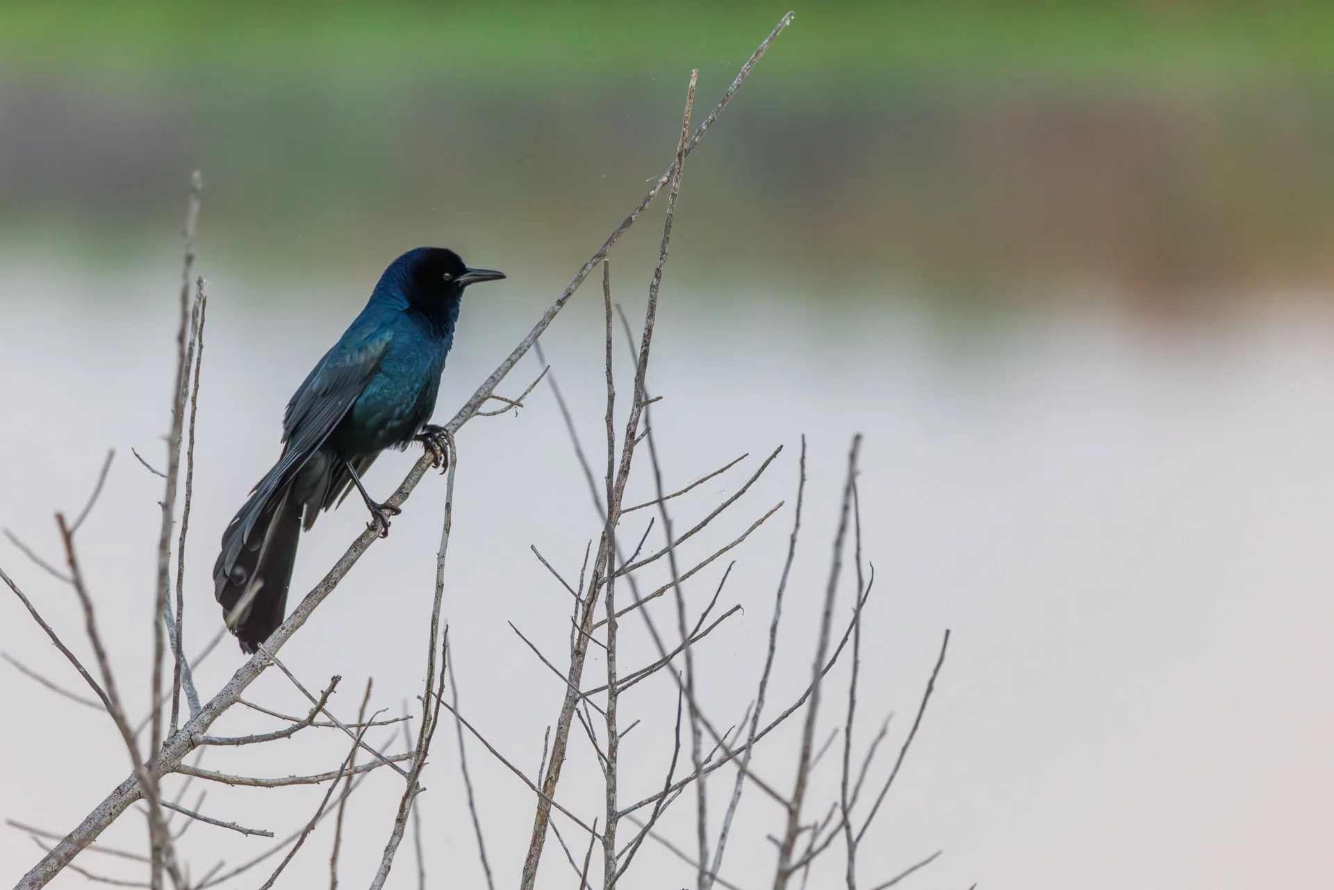 Boat Tailed Grackle