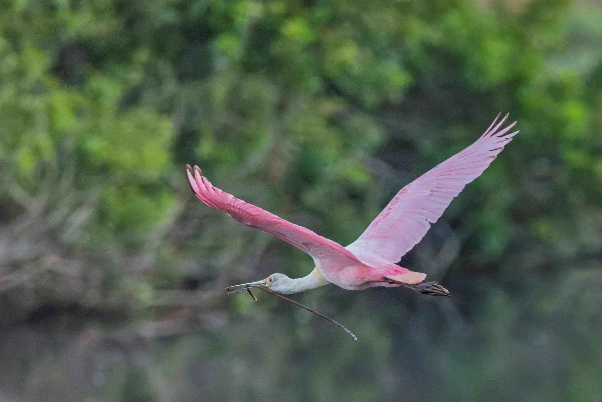 Roseate Spoonbills