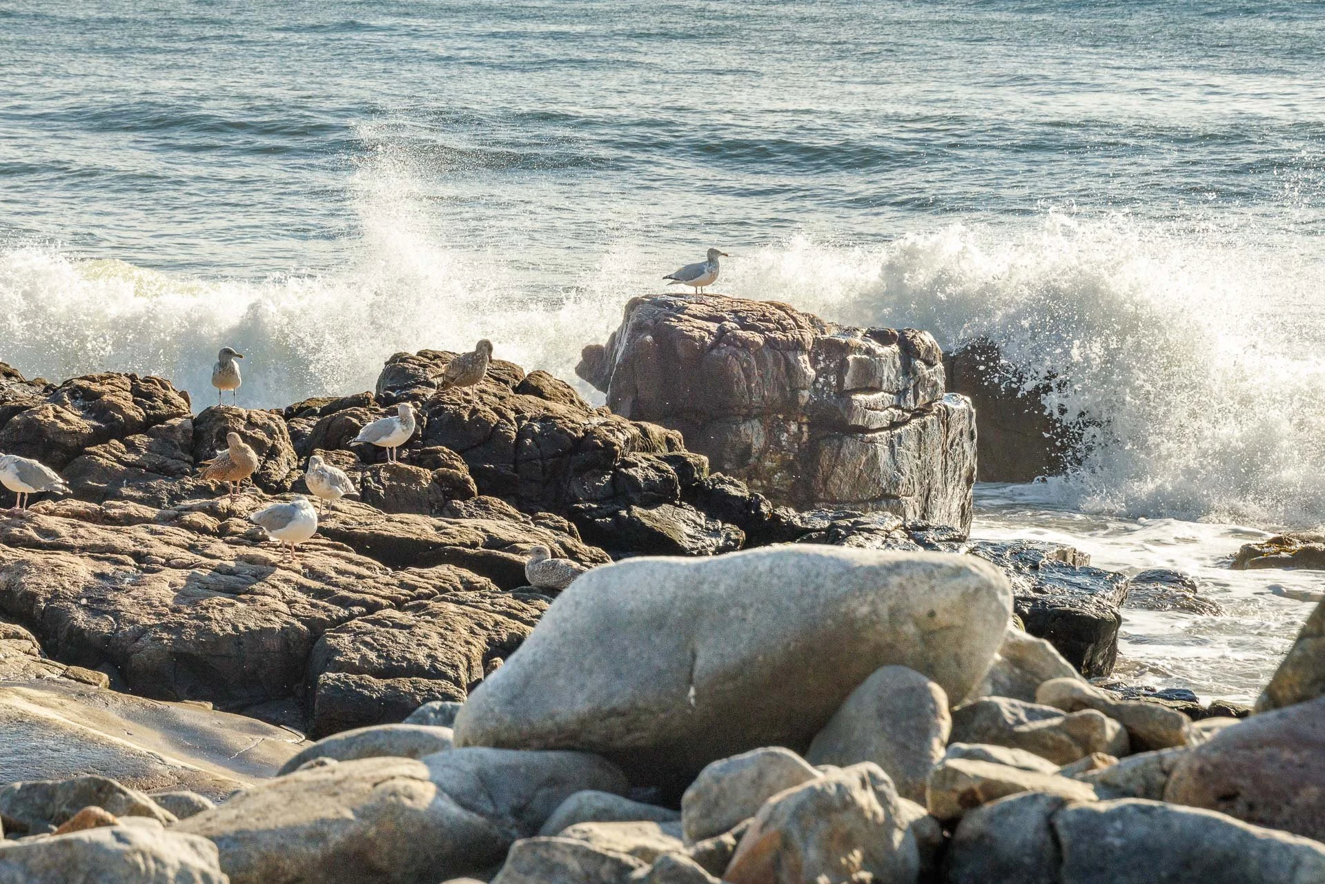 Acadia Images 3-5.jpg