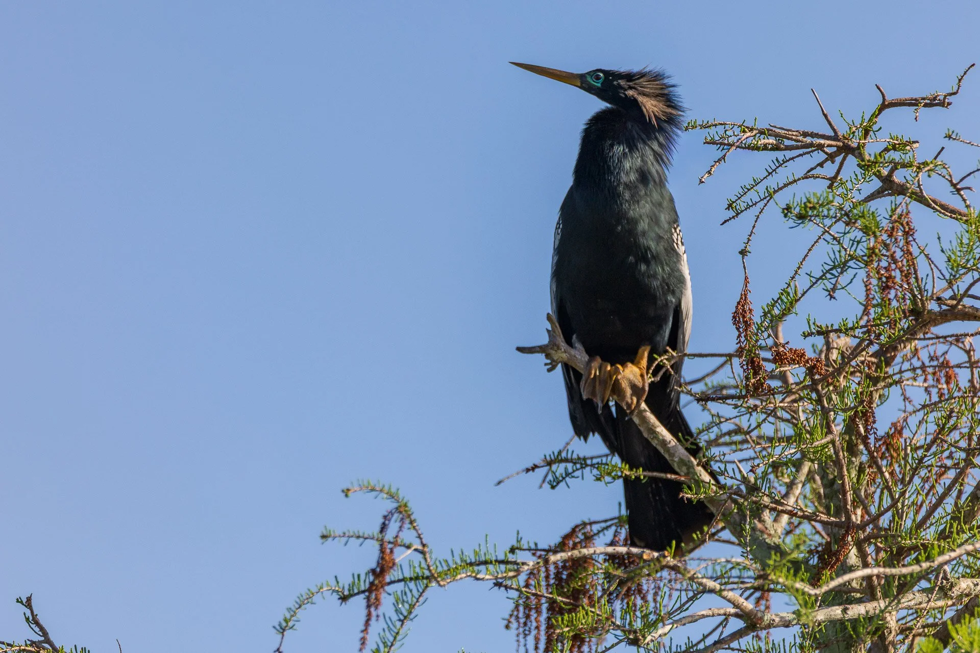 Anhinga