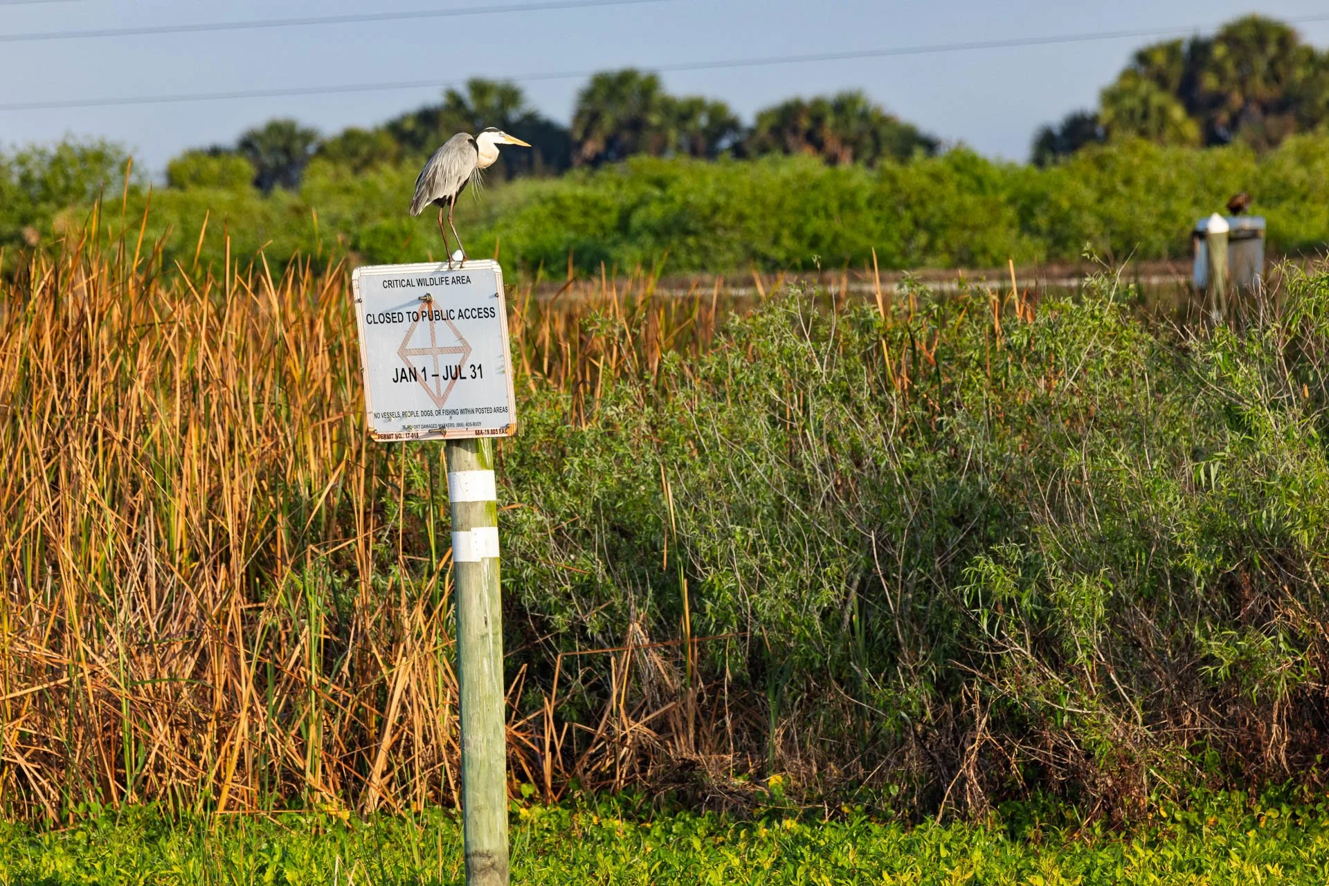 Checking Things out at Stick Marsh