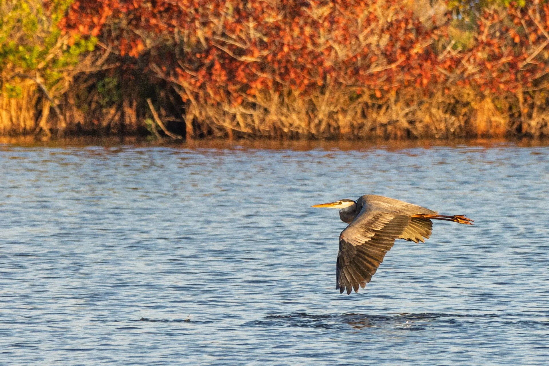 Great Blue Heron