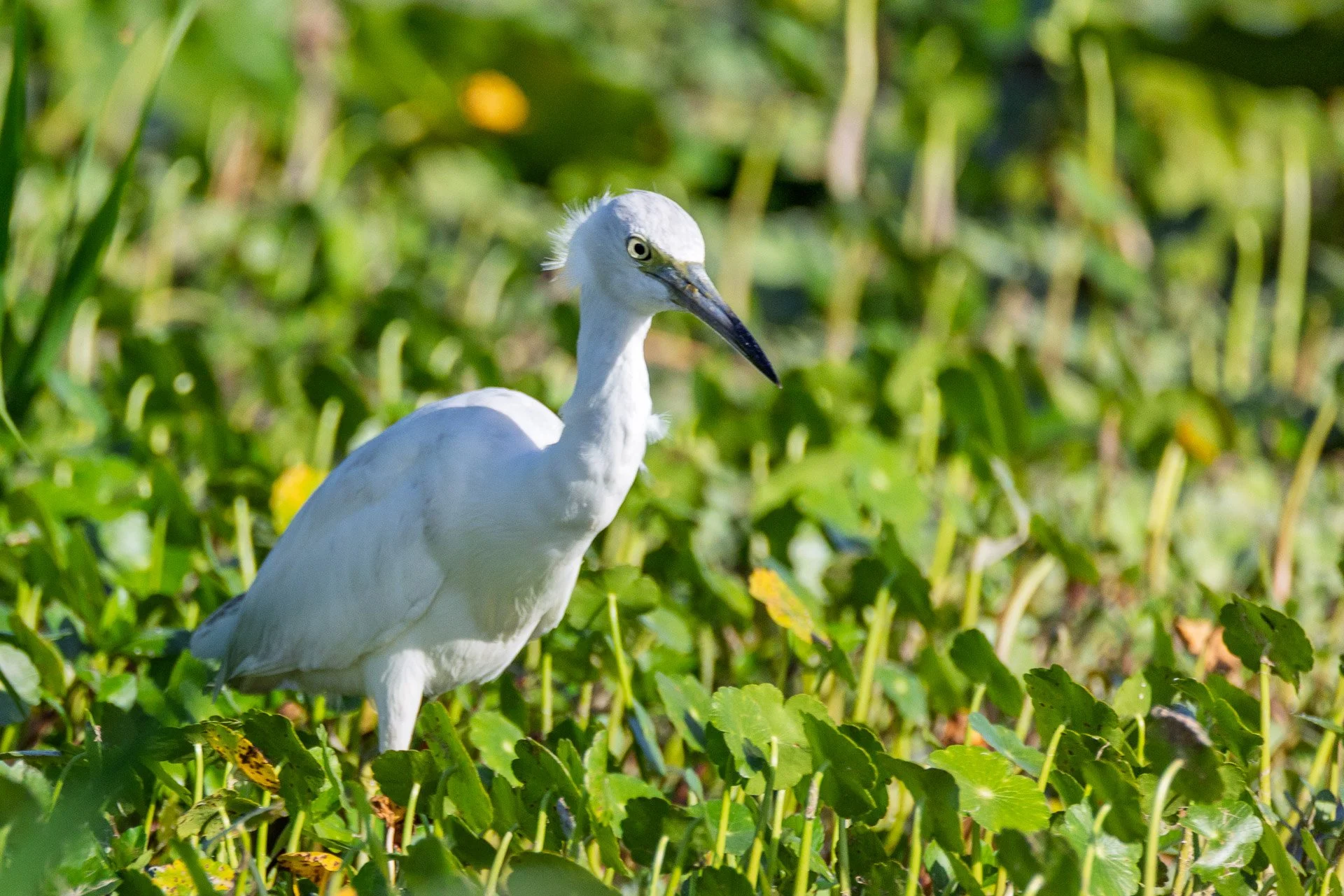 Snowy Egret