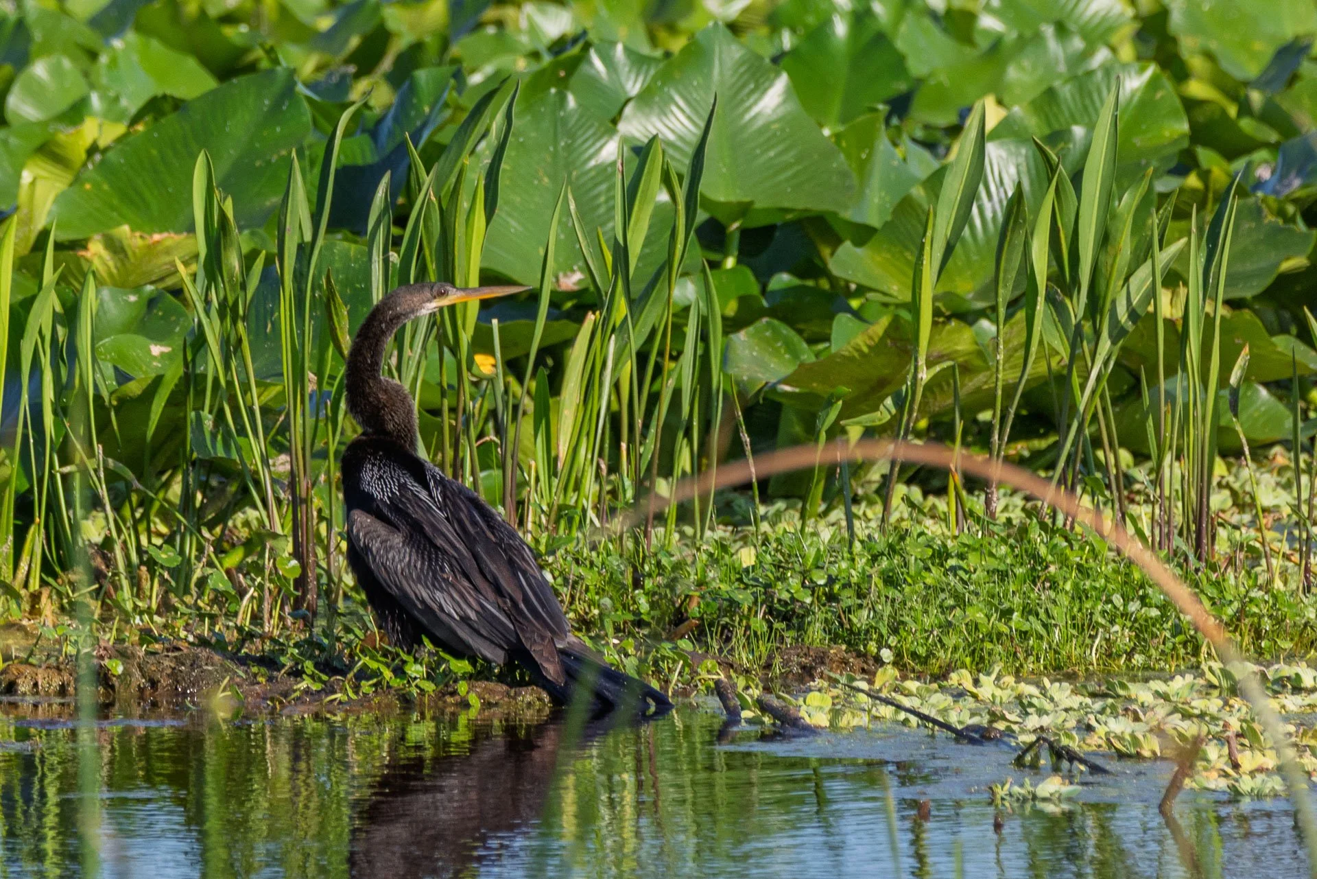 Anhinga