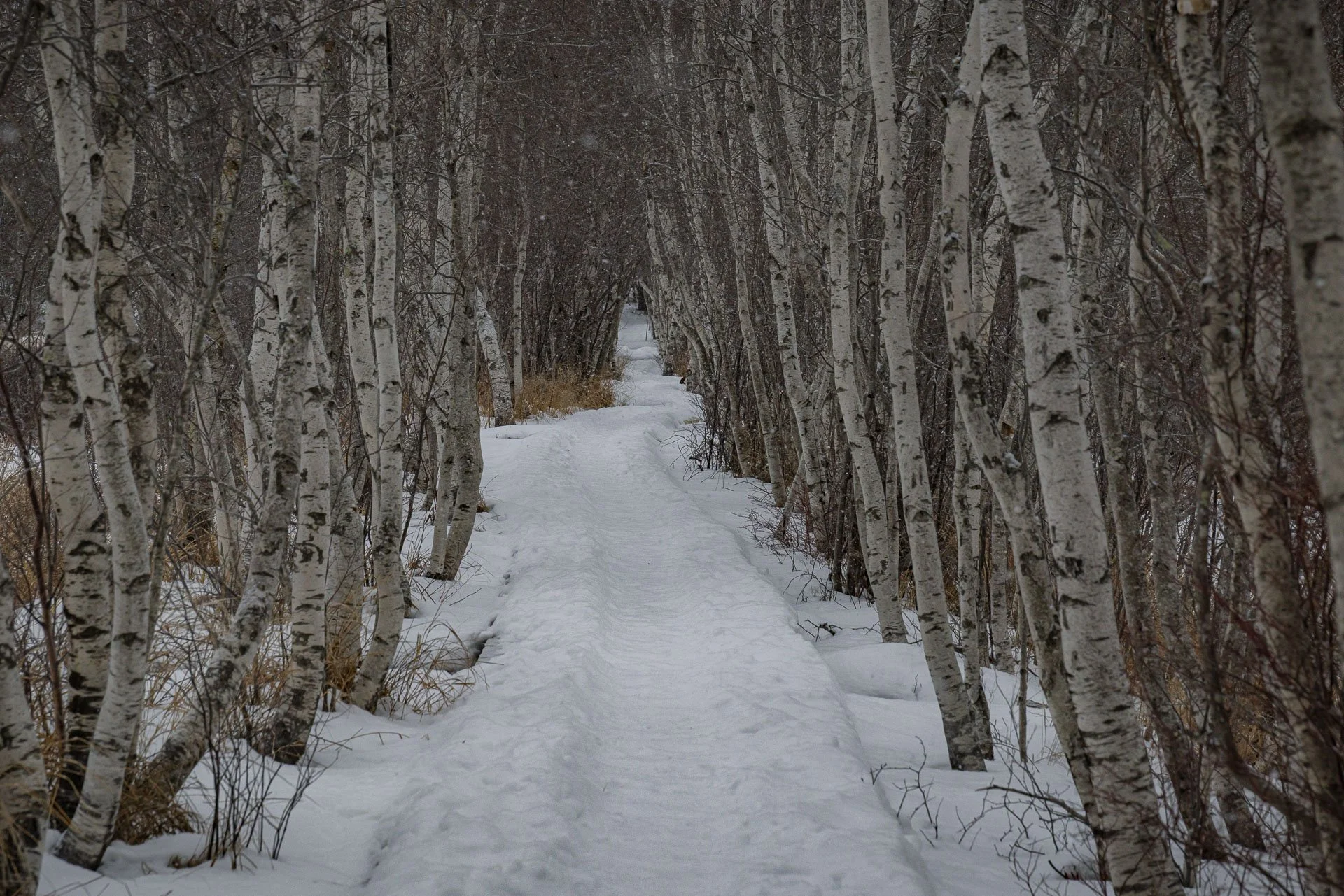 Hemlock Trail Suer de Monds