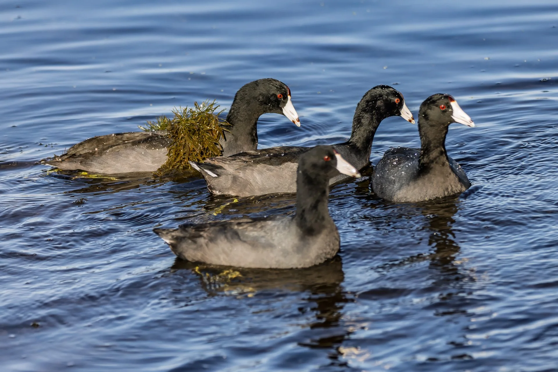 American Coot