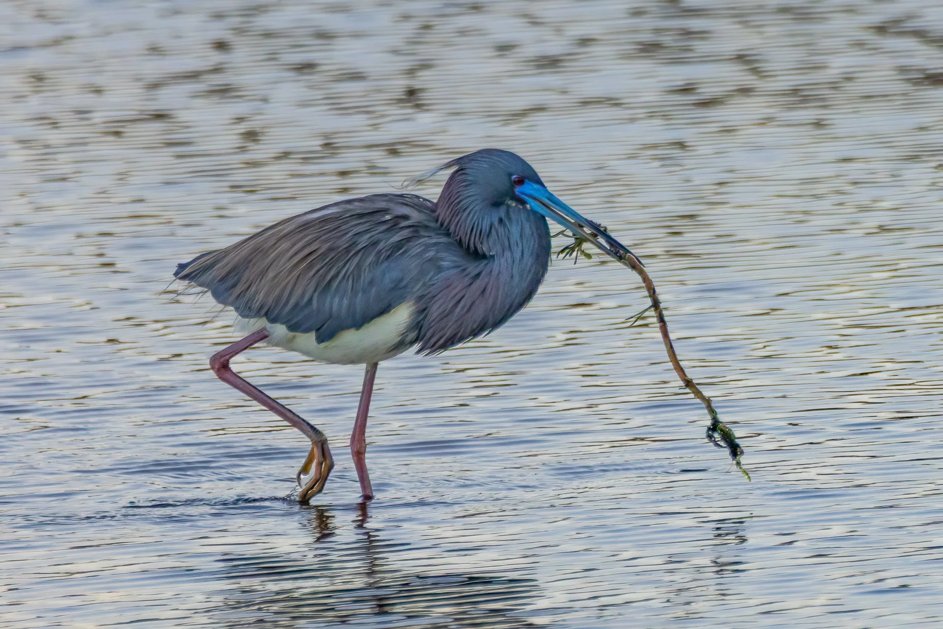 Tricolored Heron