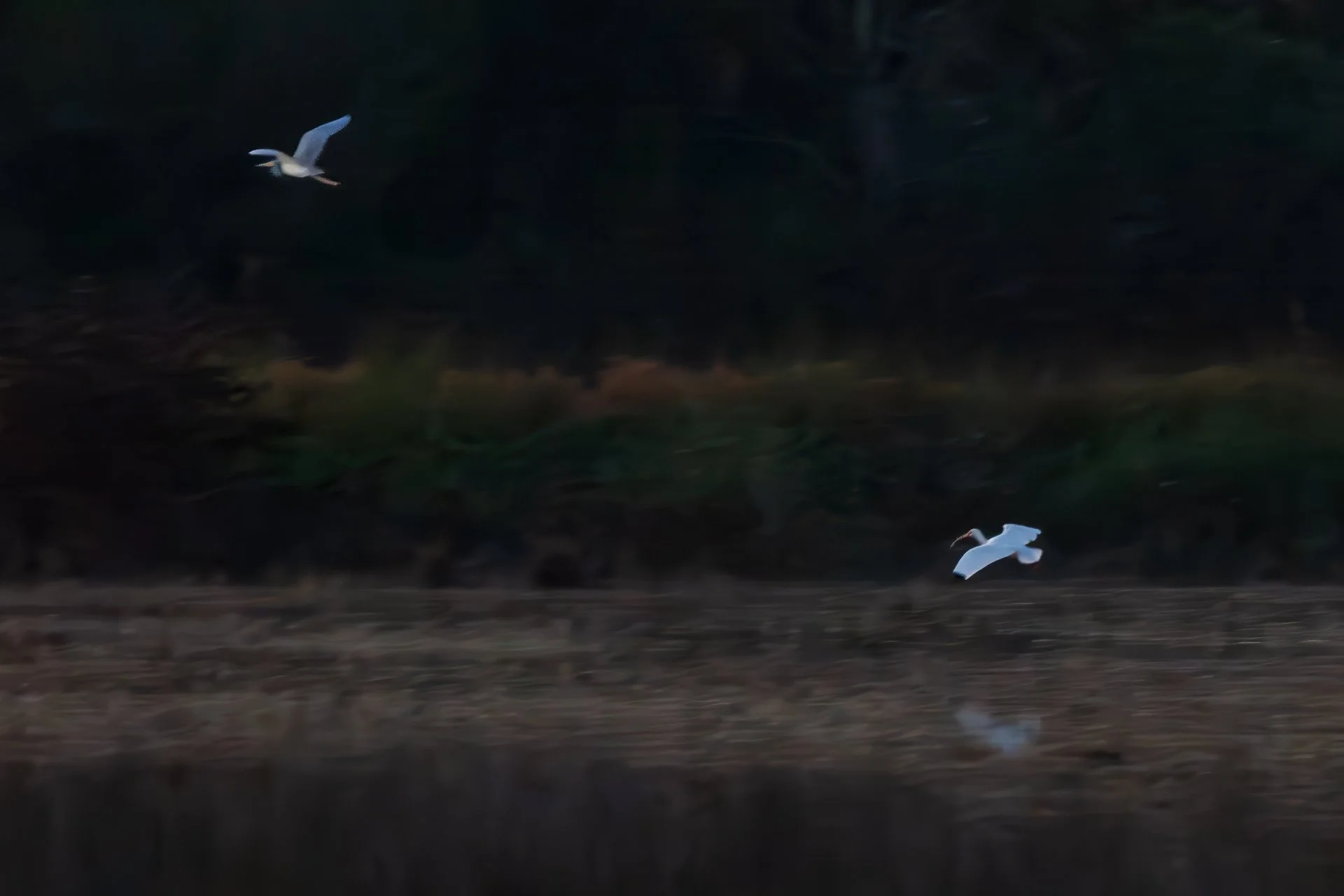 Early Morning Flight