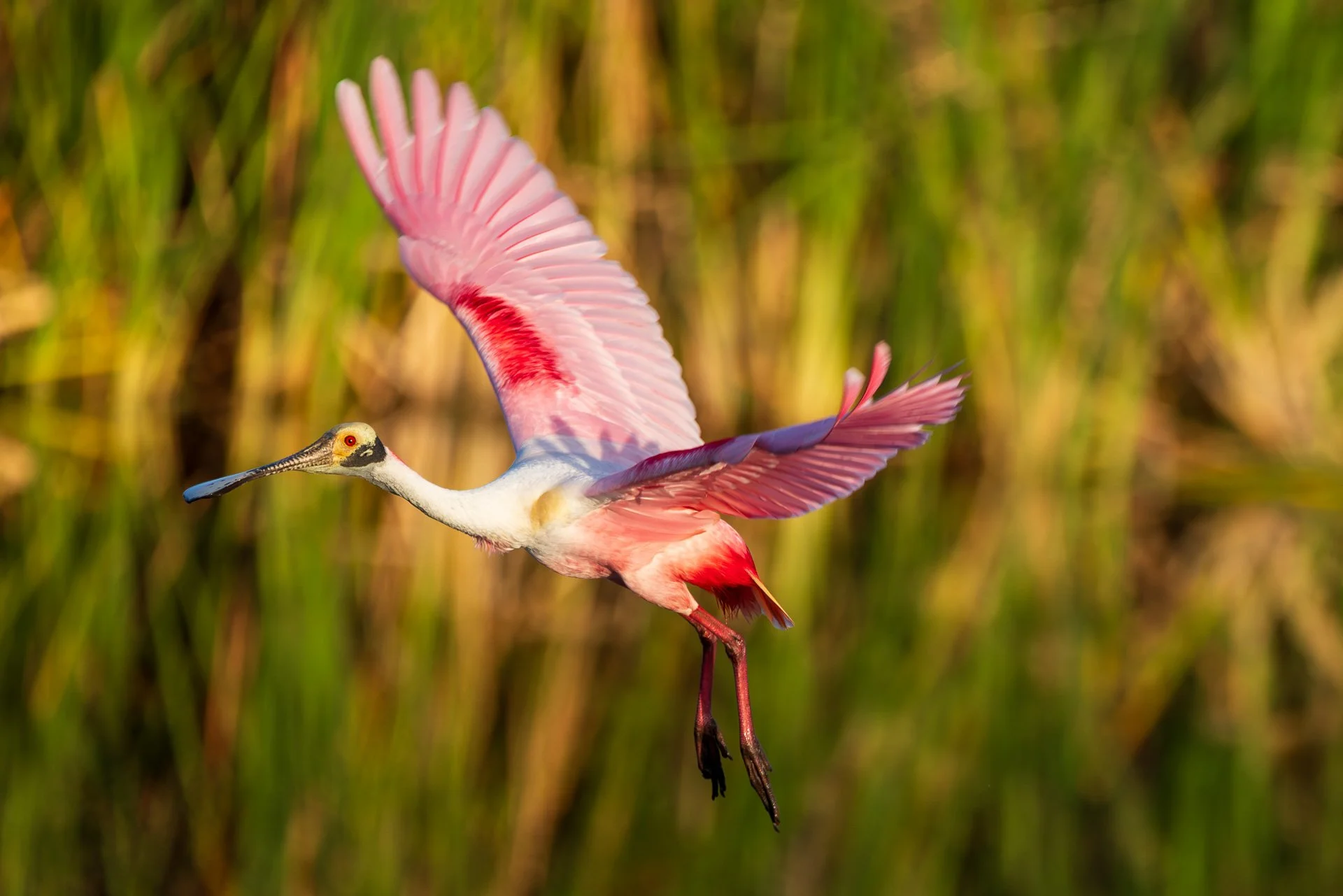 Roseate Spoonbills