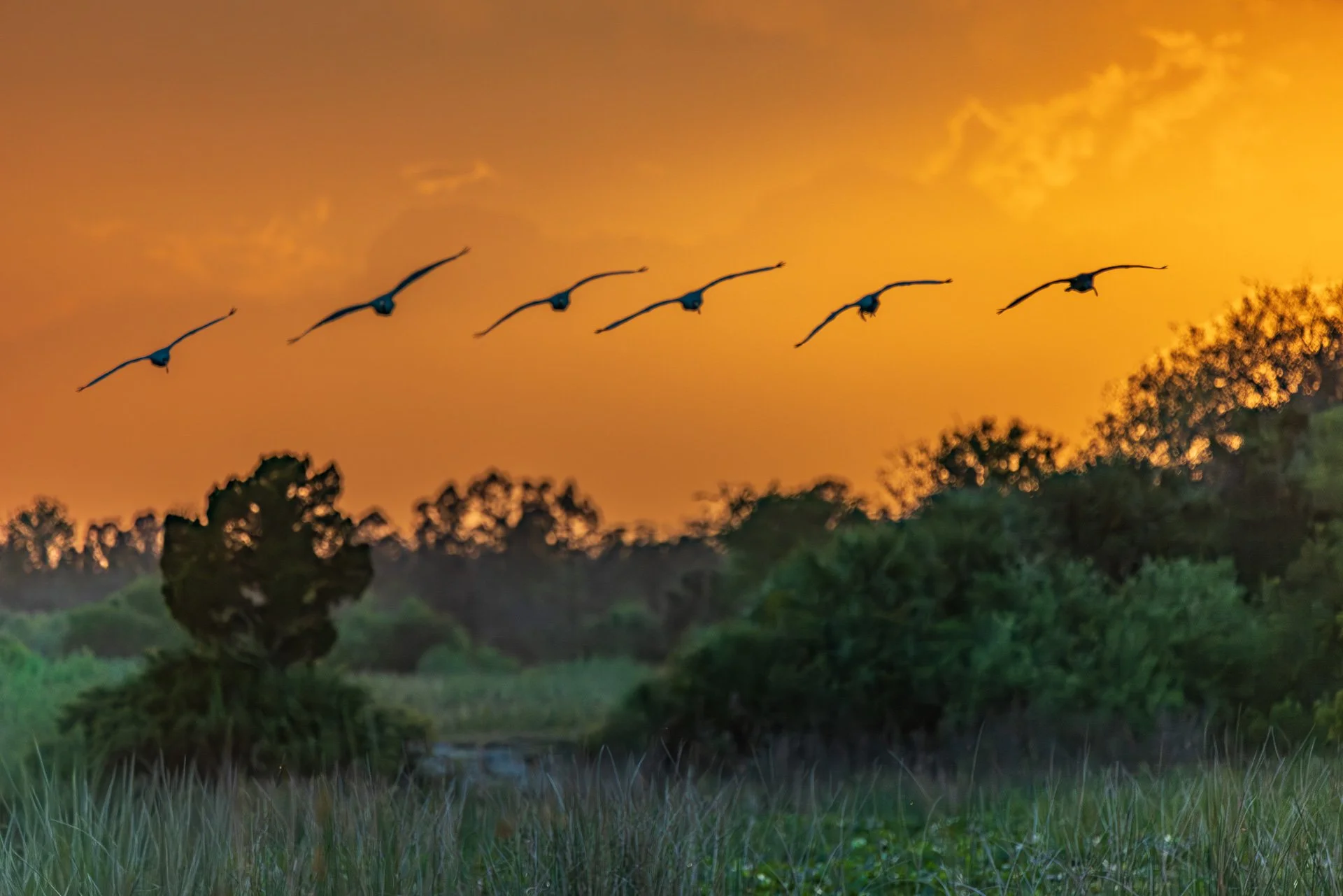 Formation at Sunset