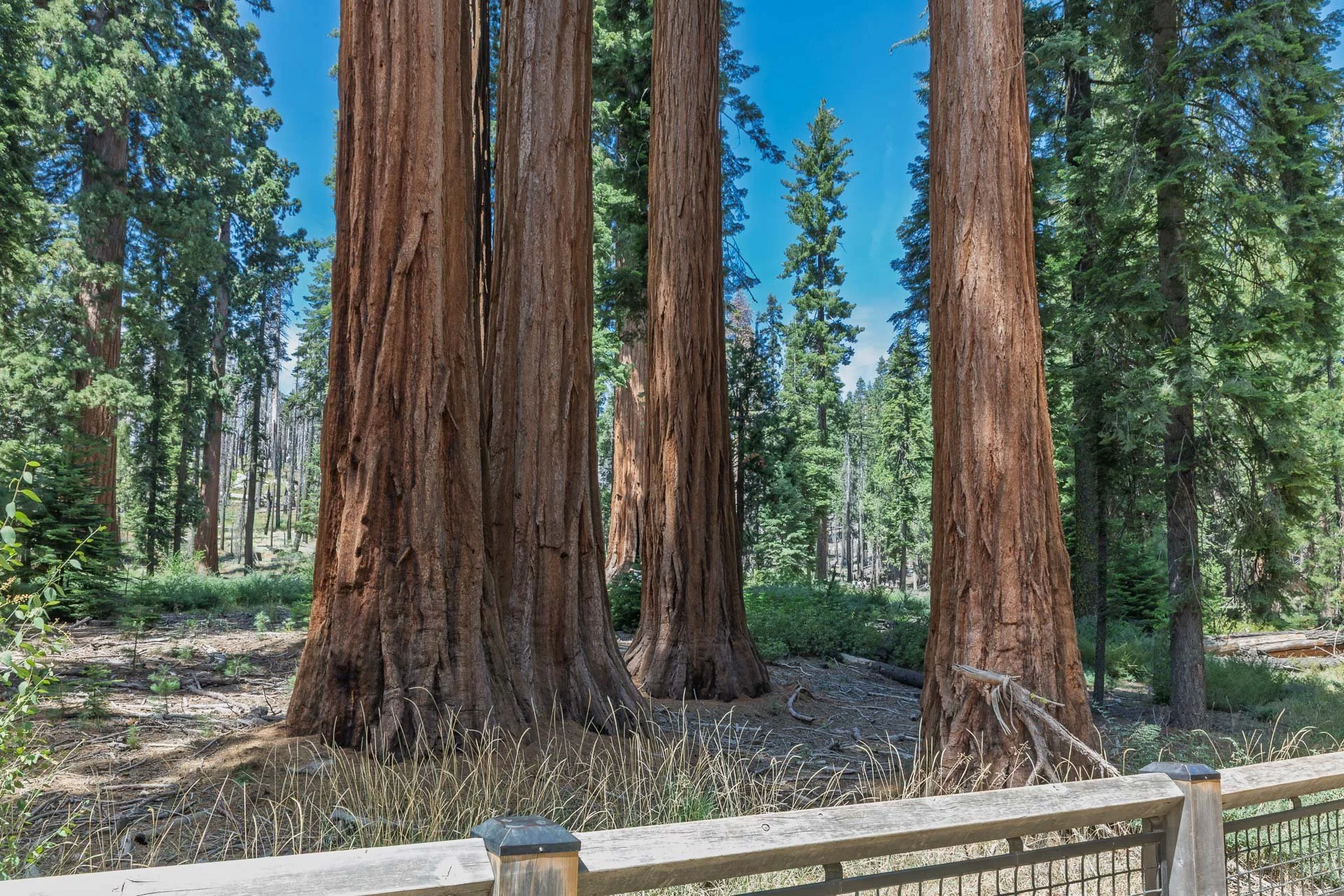 Redwoods and Sequoias from Mariposa Grove.