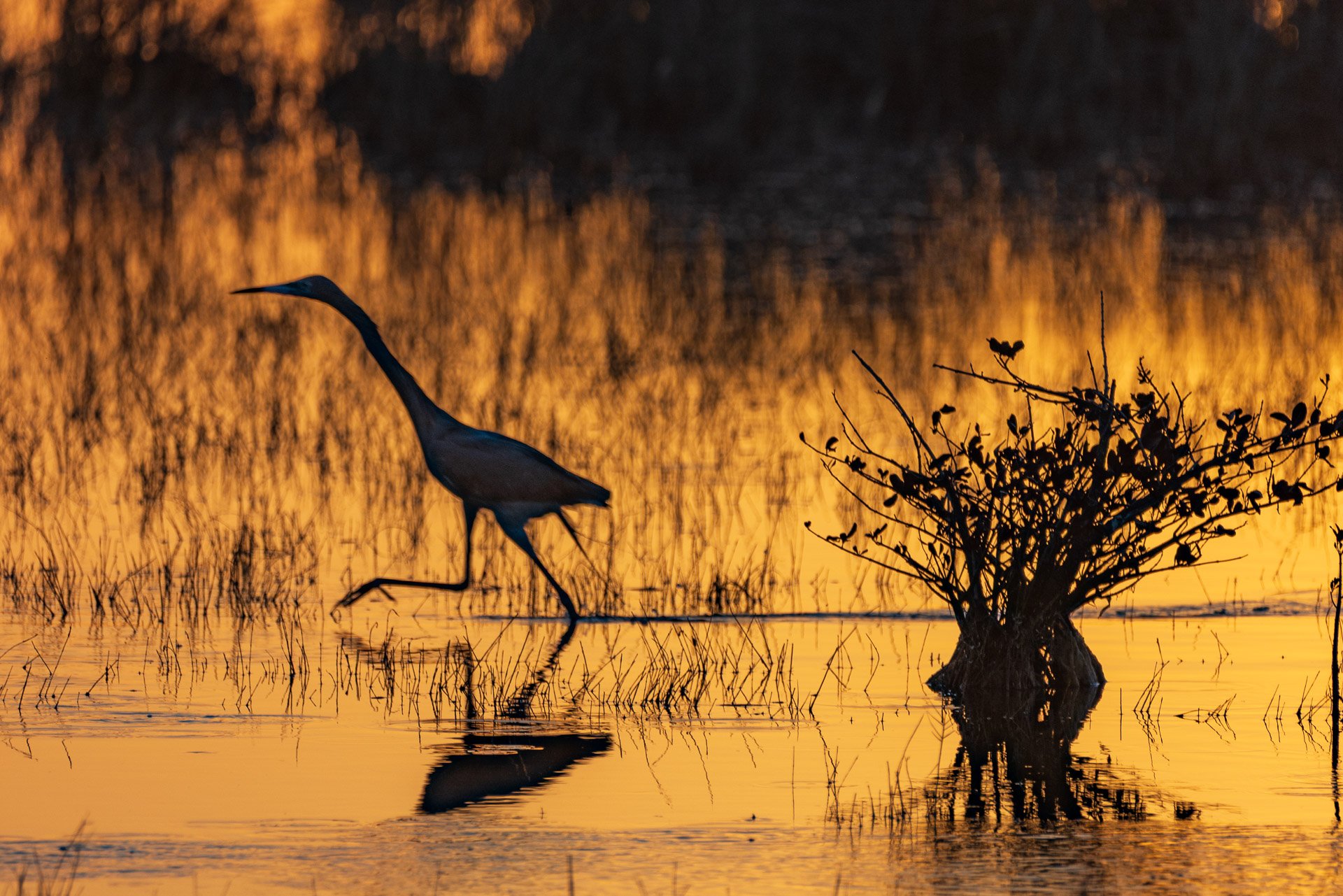 Early Morning Silhouette 