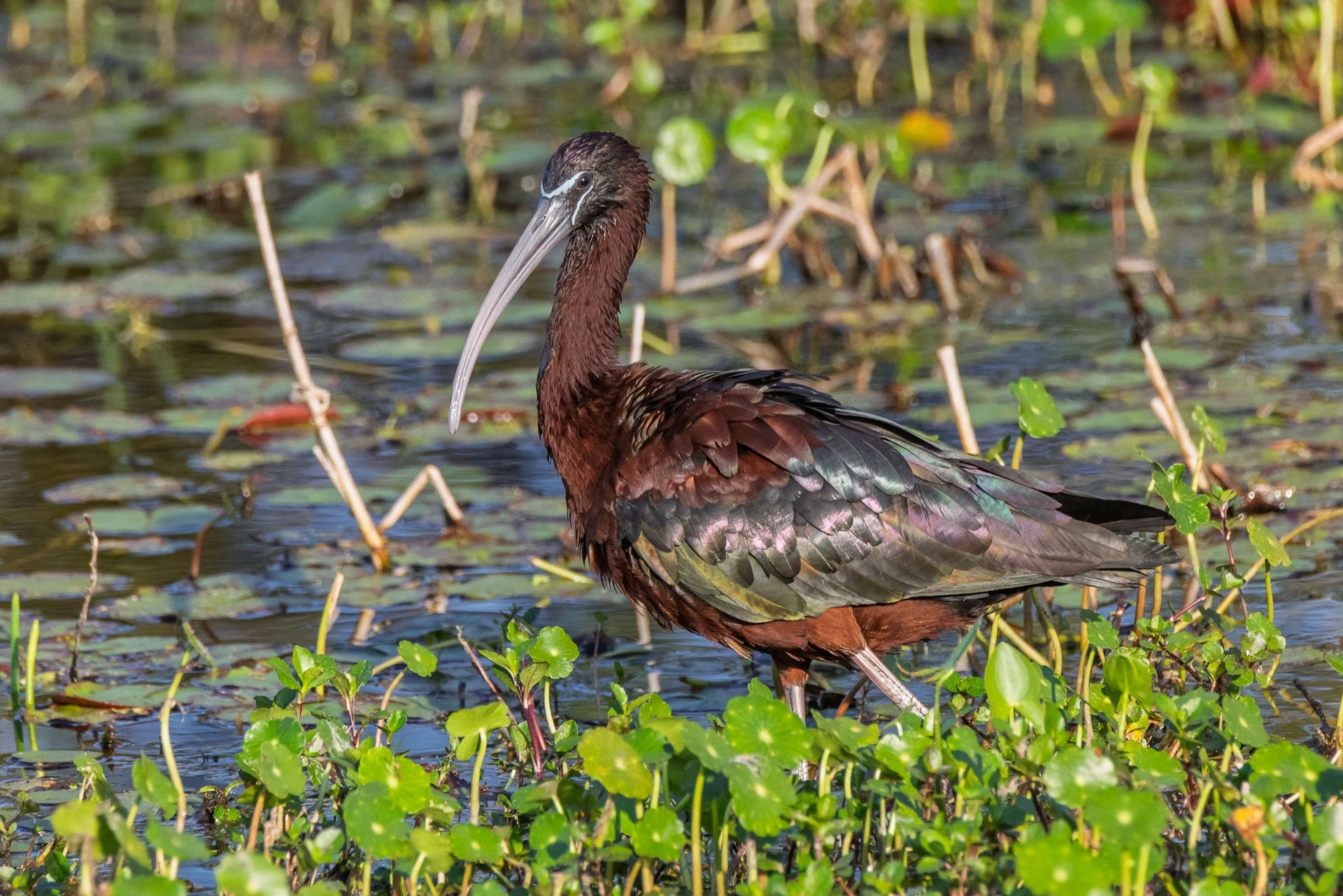 Glossy Ibis