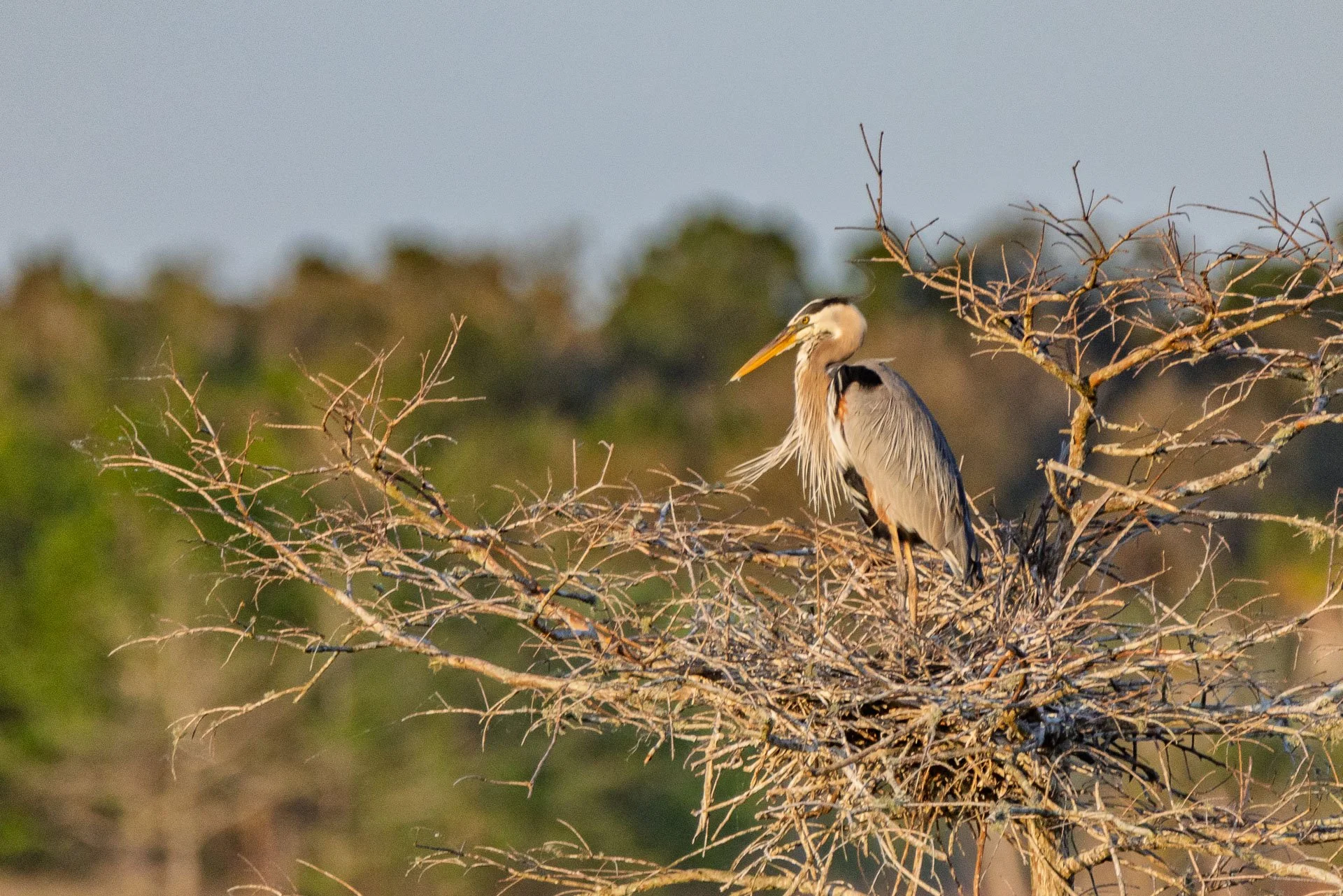 Great Blue Heron