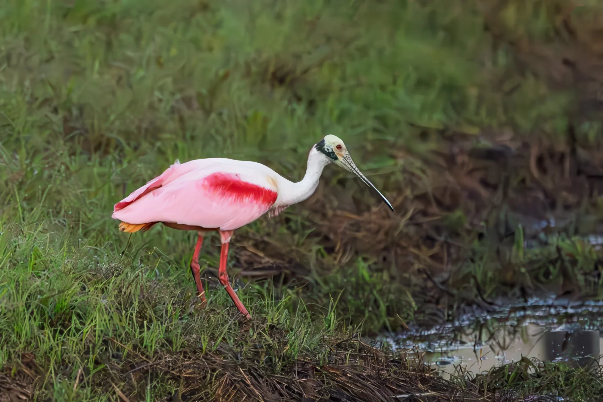 Roseate Spoonbills
