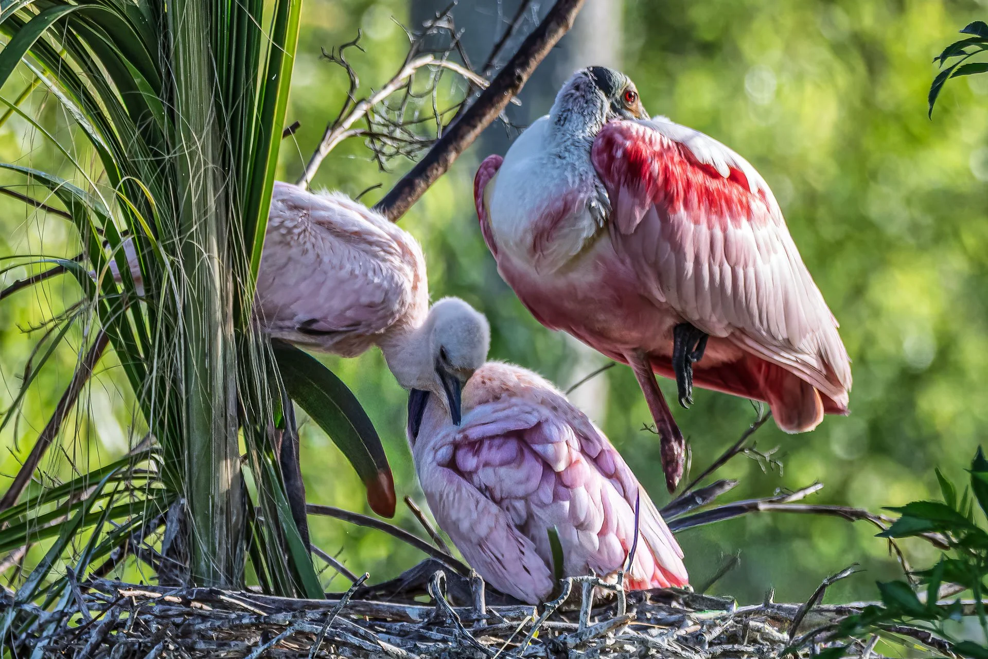 Roseate Spoonbills