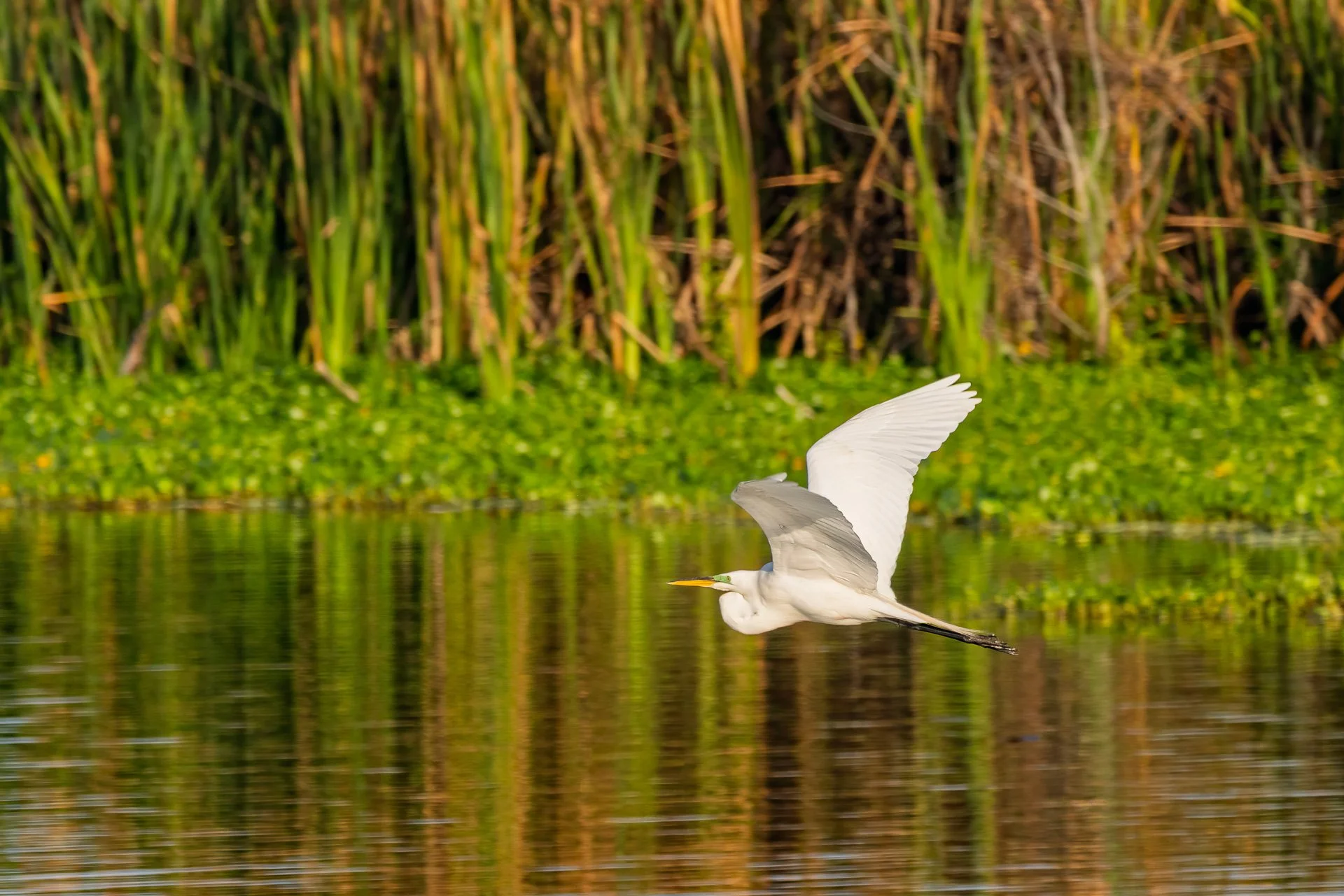Great Egret