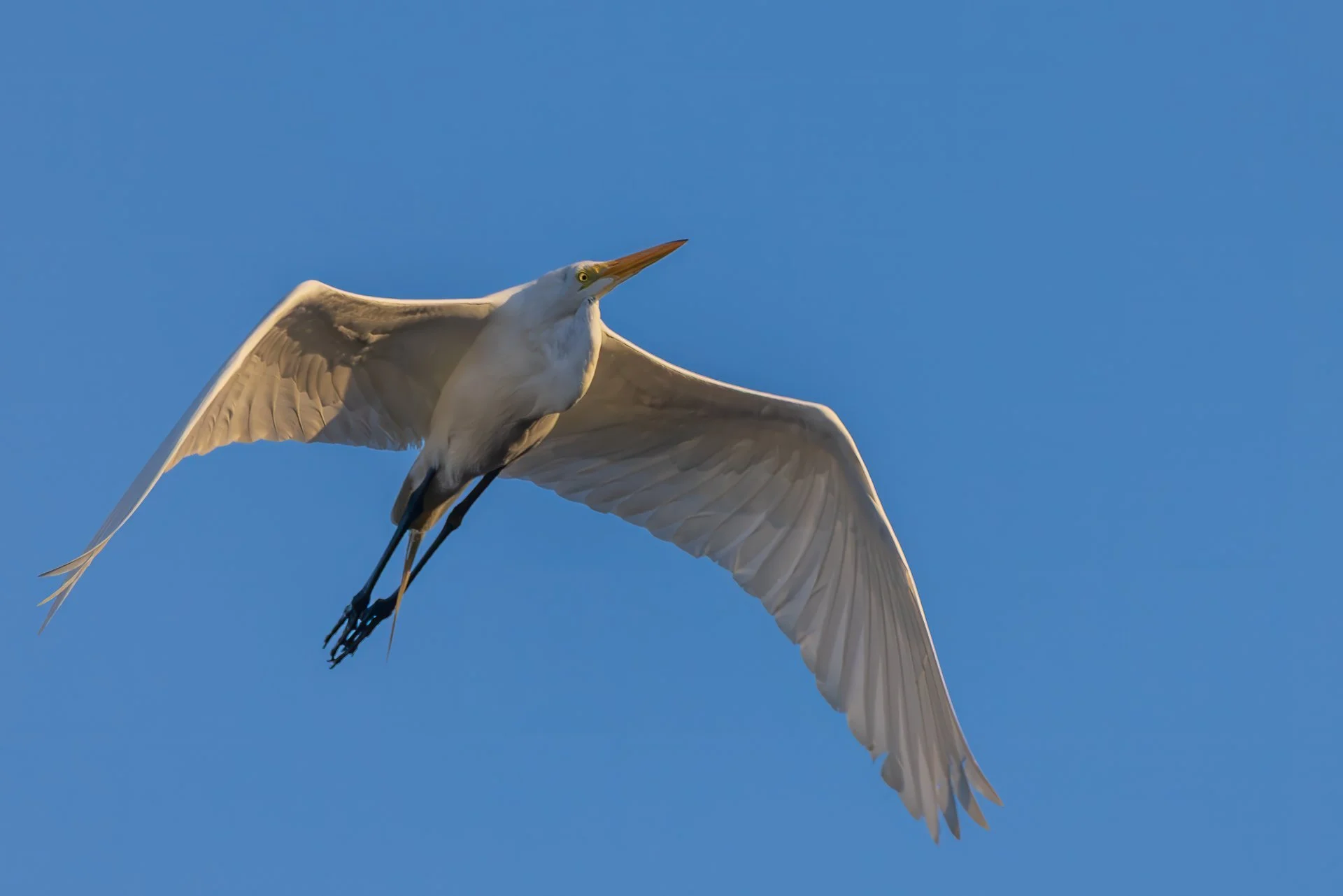 Great Egret