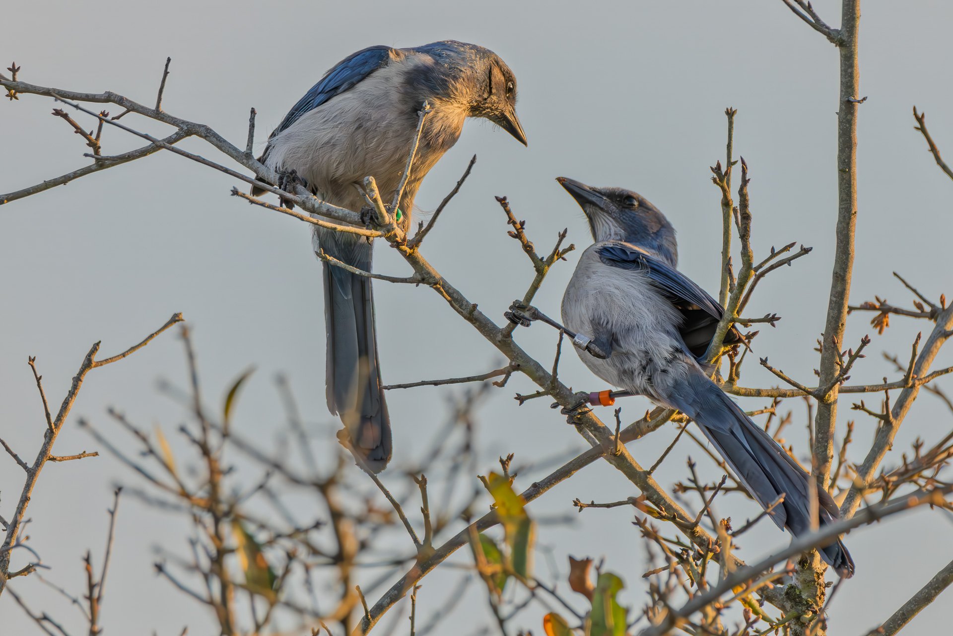 Florida Scrub-Jays