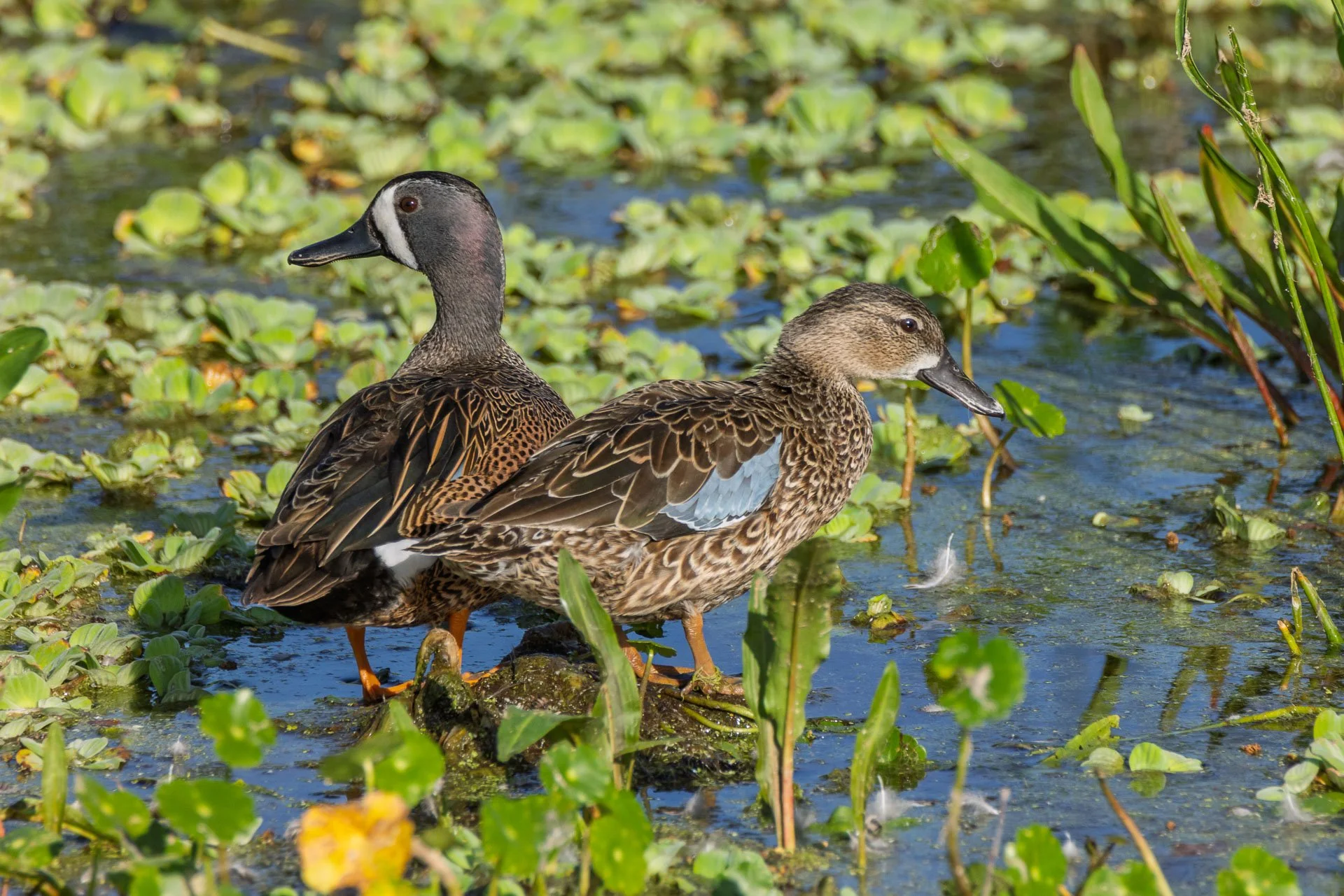 Blue-Winged Teal