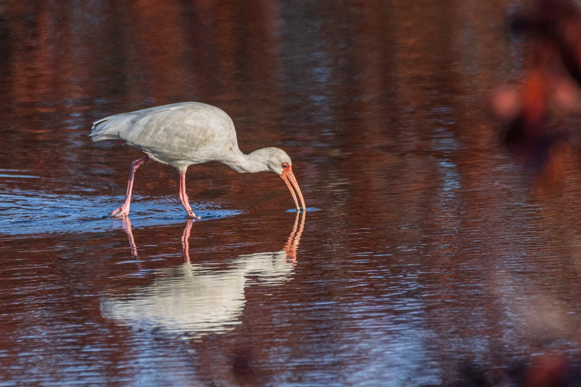 American Whit Ibis