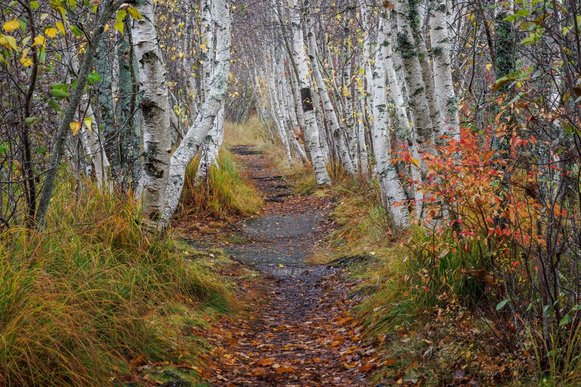 Hemlock Path Late Fall 2022