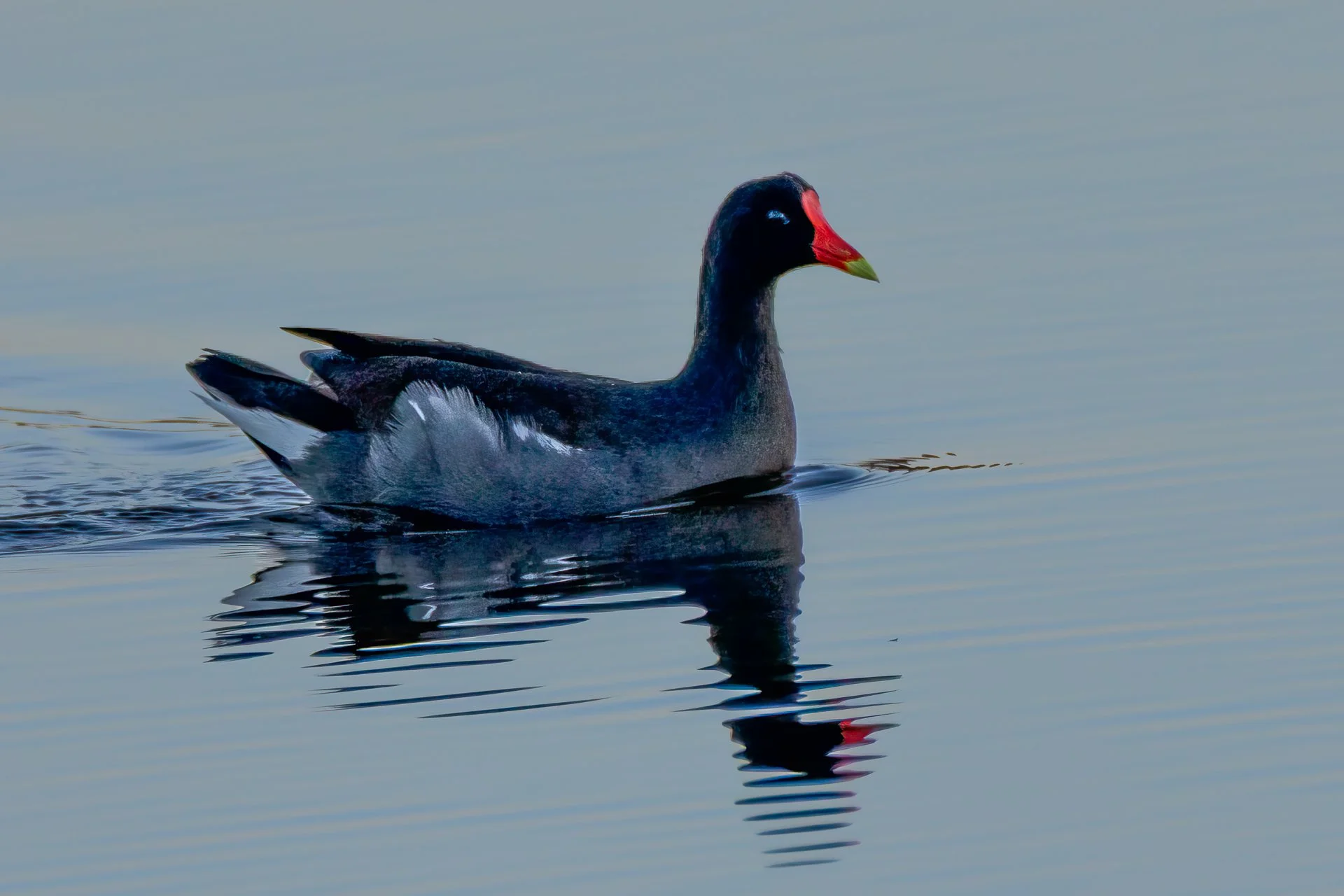 Common Gallinule