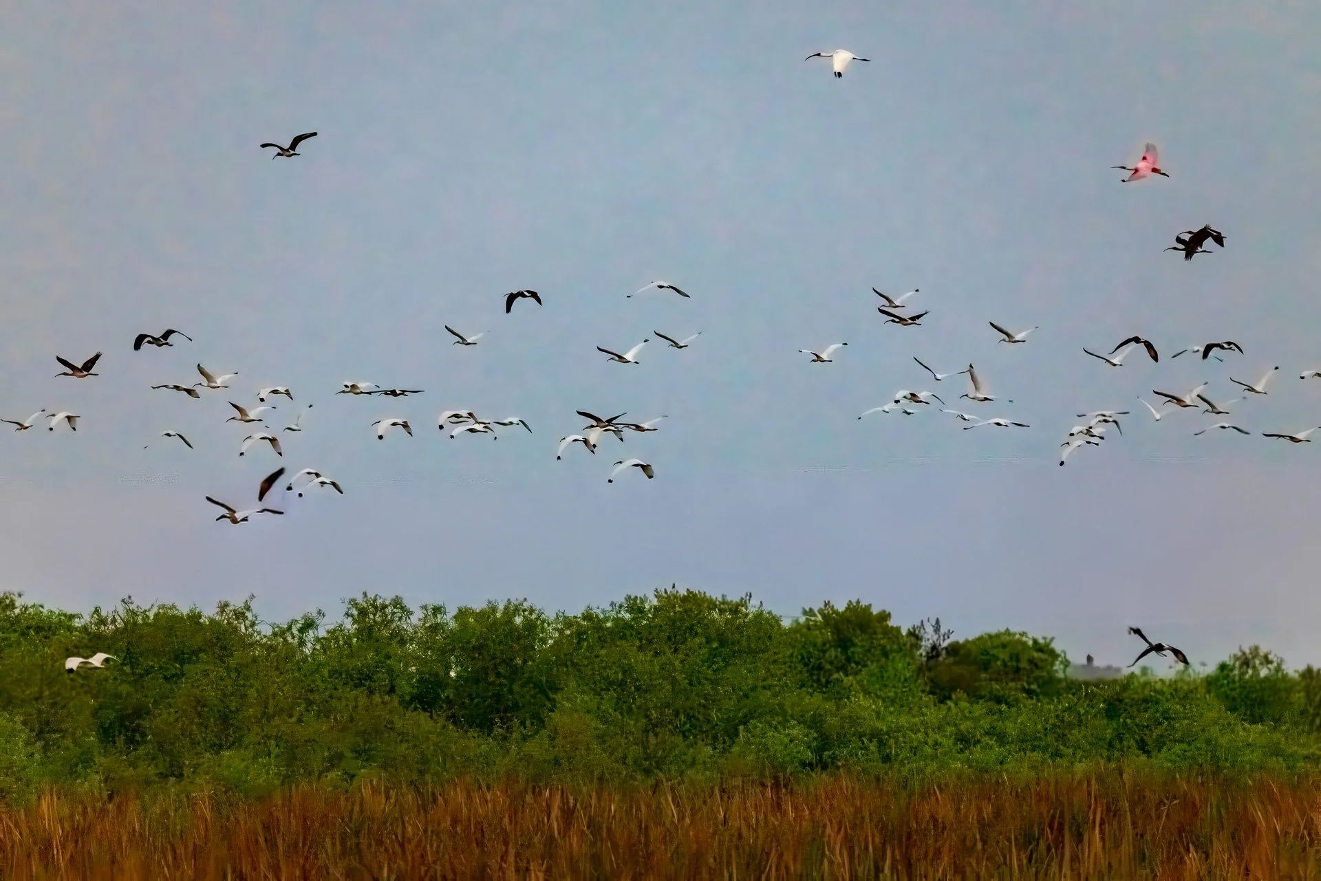 Rush Hour Over Stick Marsh