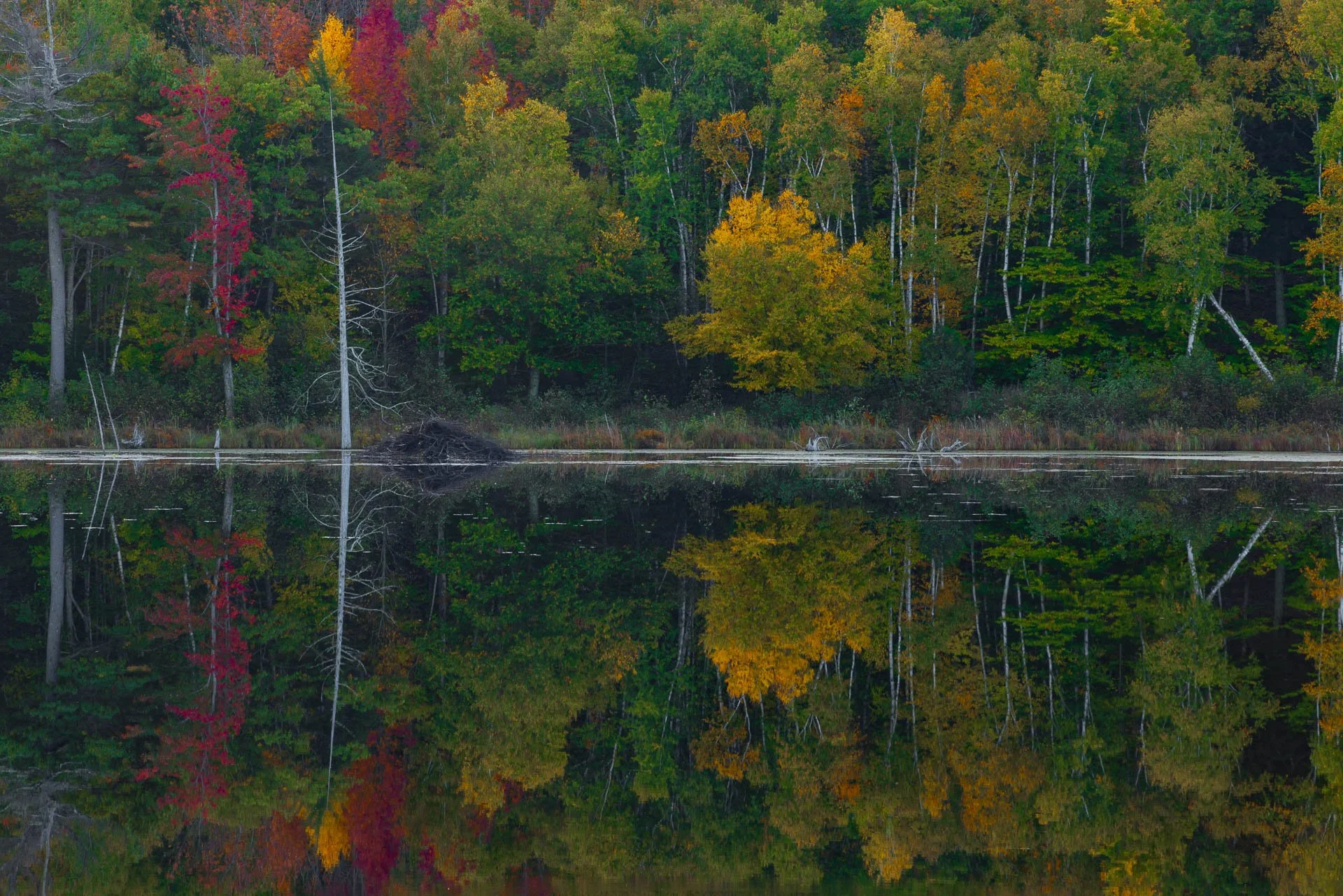 Reflections in Beaver Pond