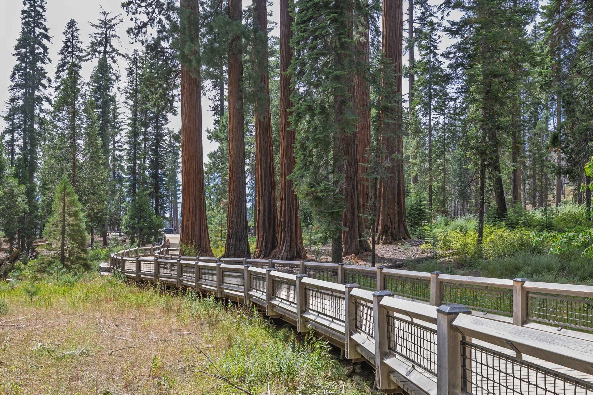 Redwoods and Sequoias from Mariposa Grove.