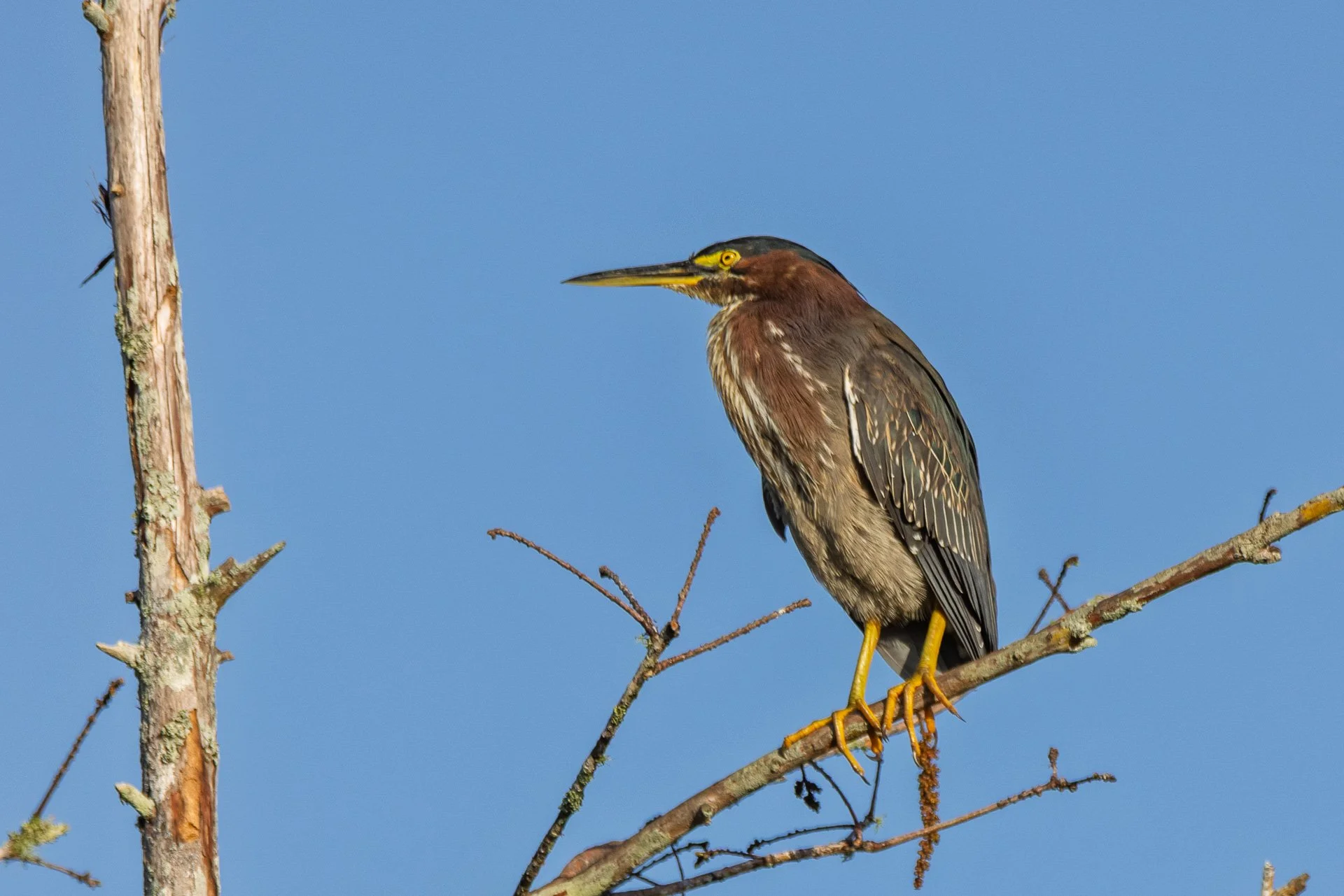 Green Heron