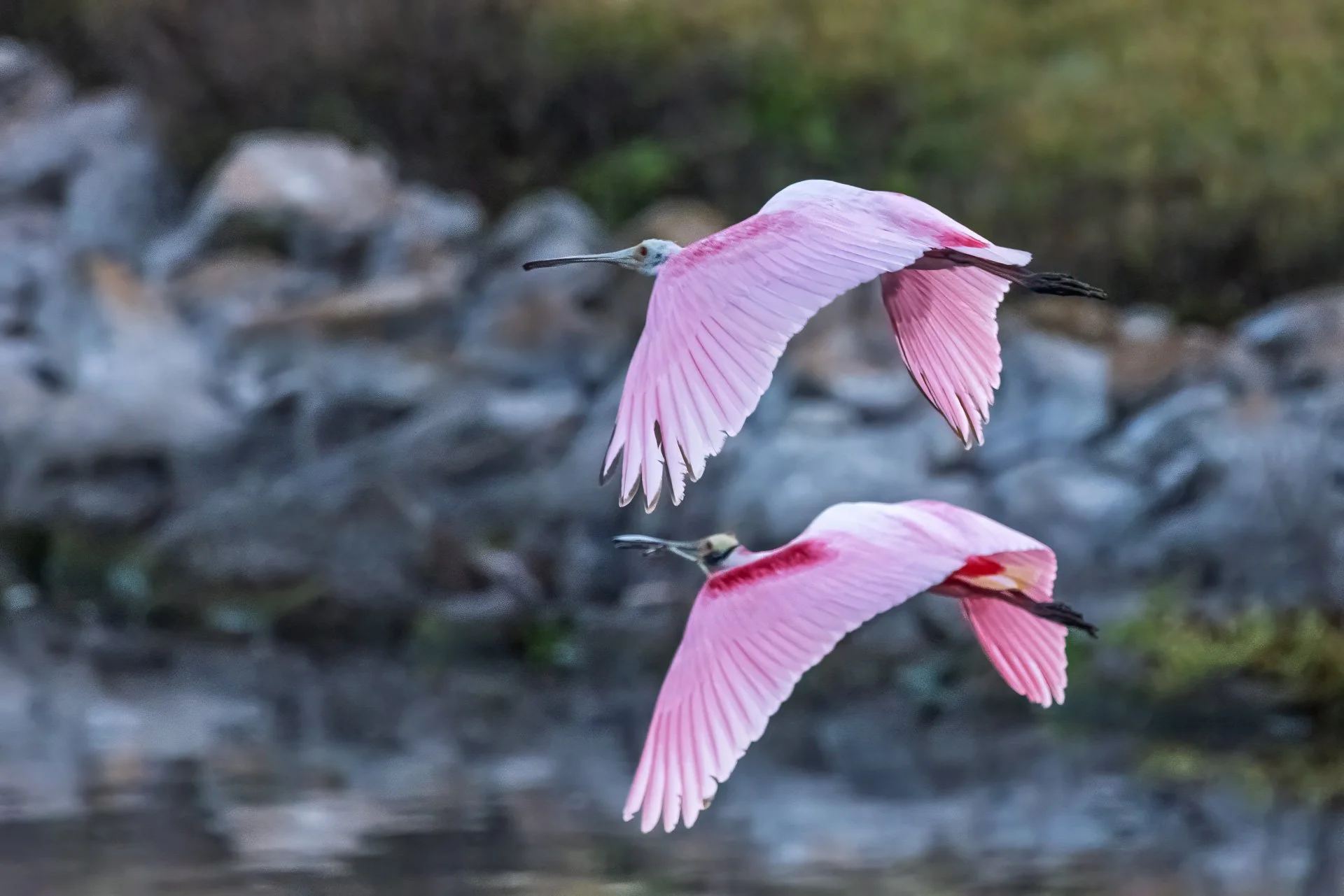 Roseate Spoonbills