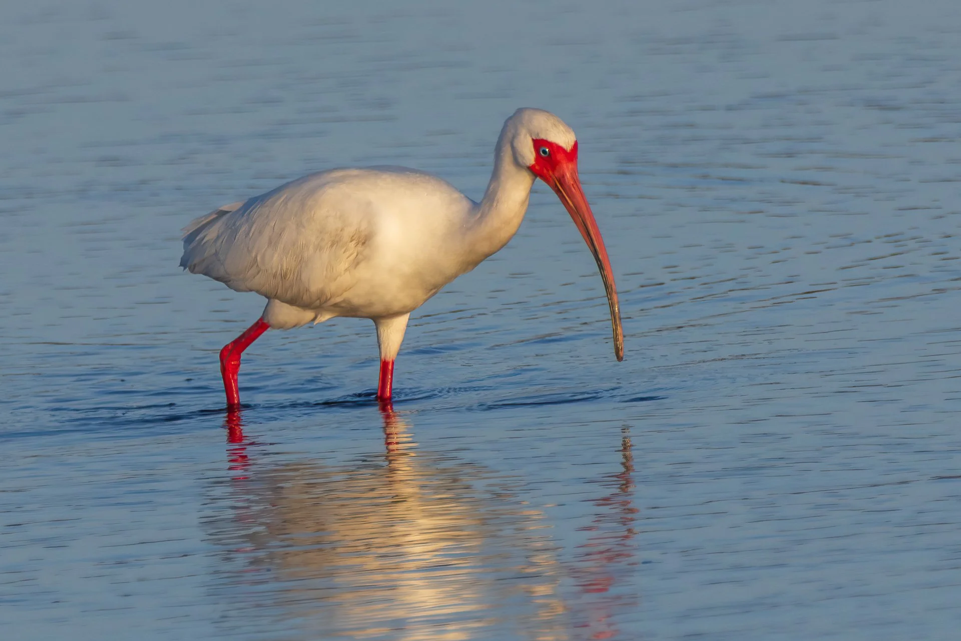 American Whit Ibis