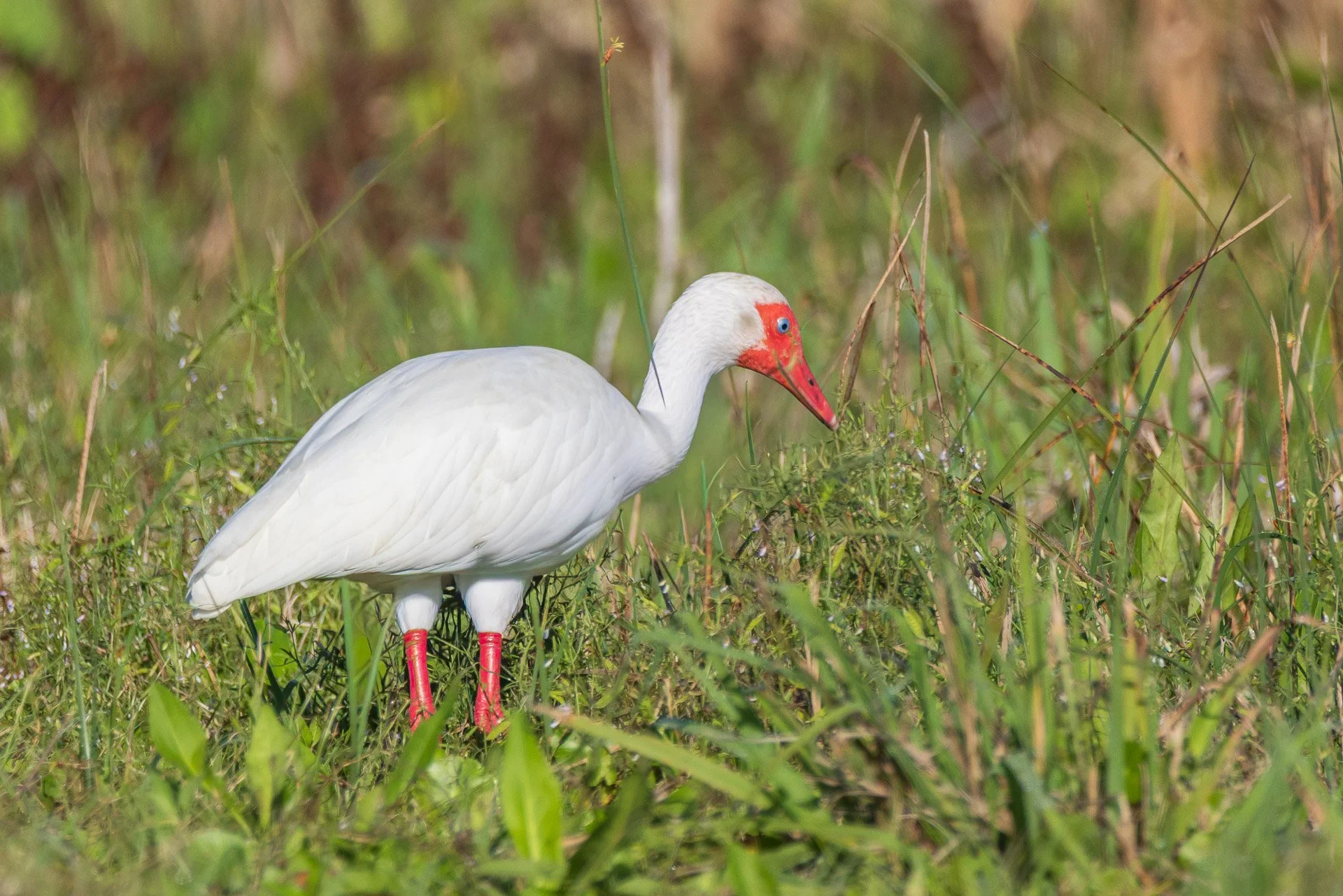 American Whit Ibis