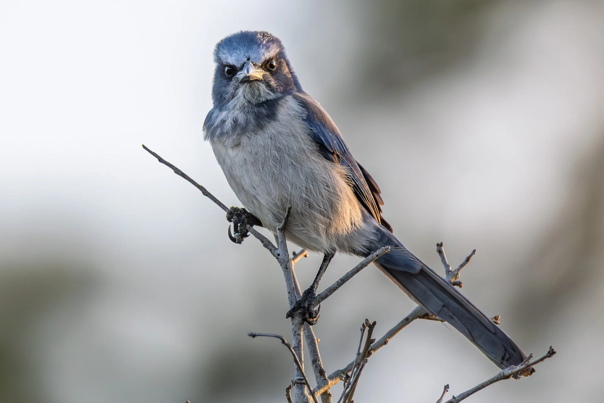 Florida Scrub-Jay w/ Attitude