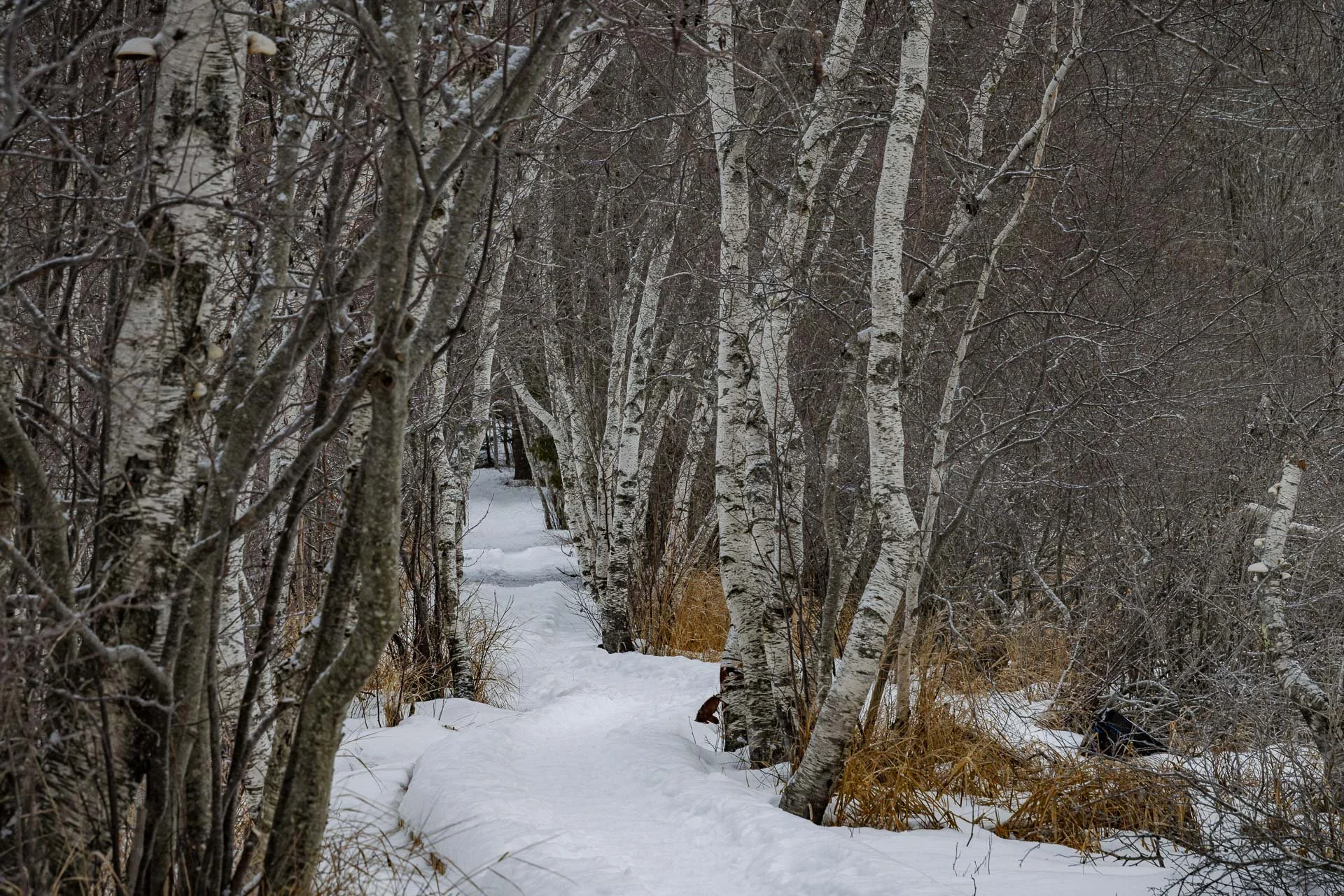 Hemlock Trail Suer de Monds