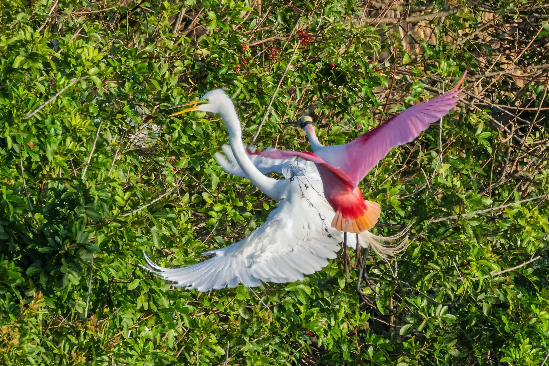 Roseate Spoonbills