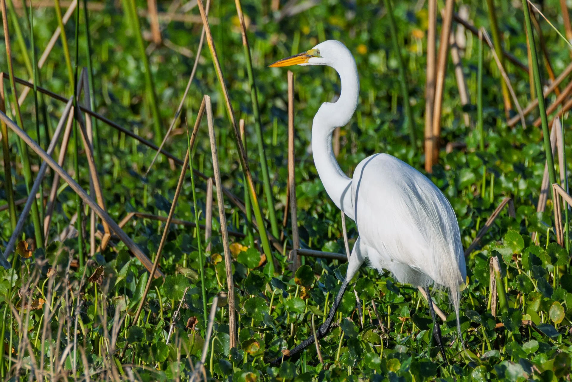 Great Egret