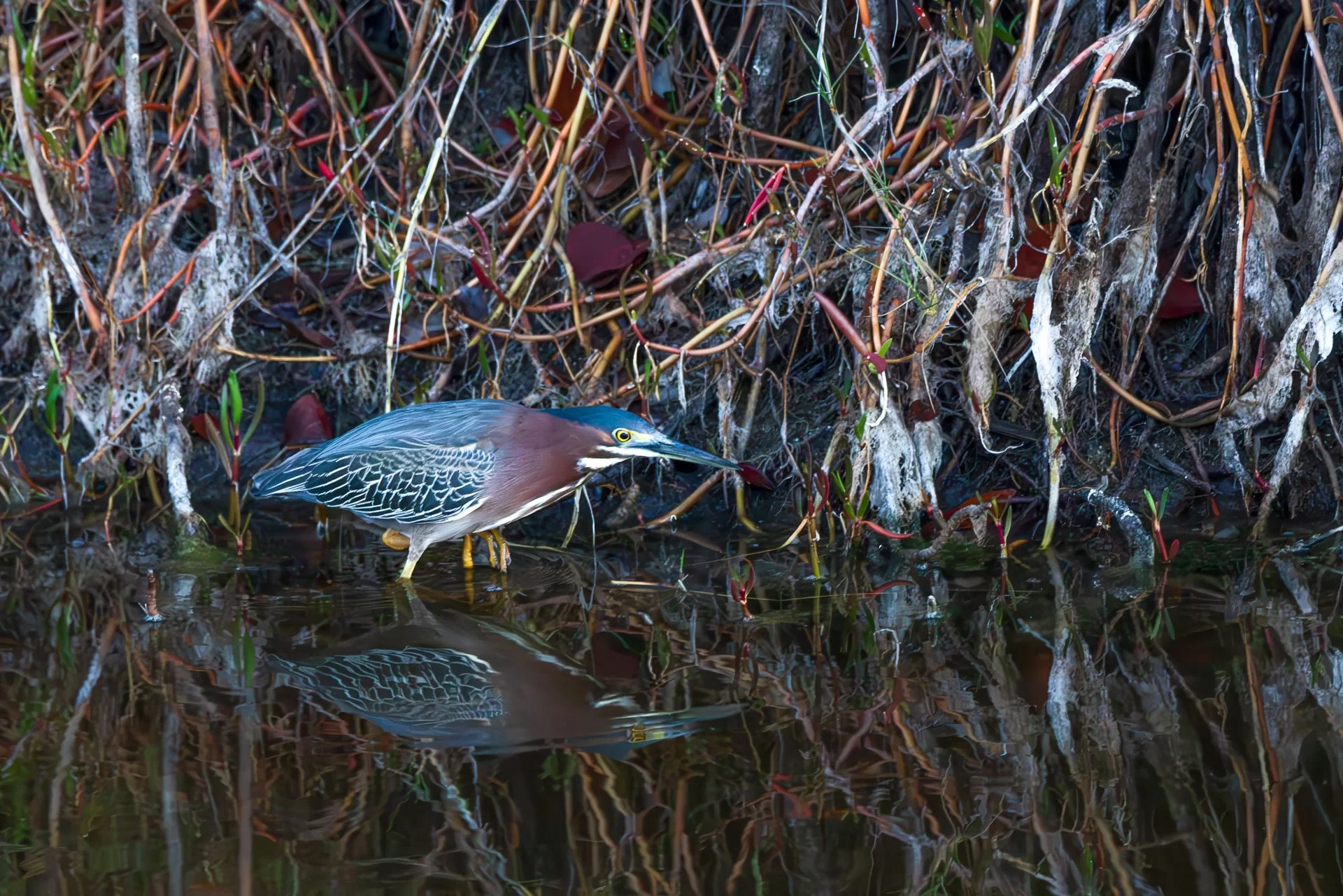 Green Heron