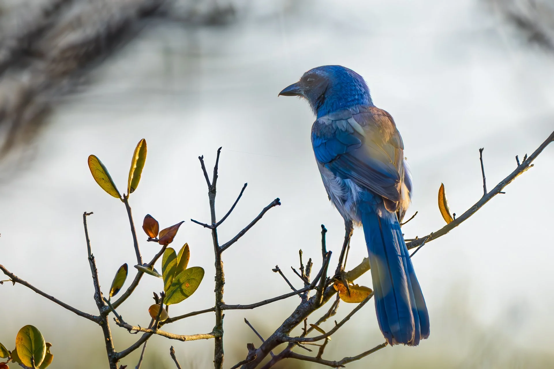 Florida Scrub-Jay 
