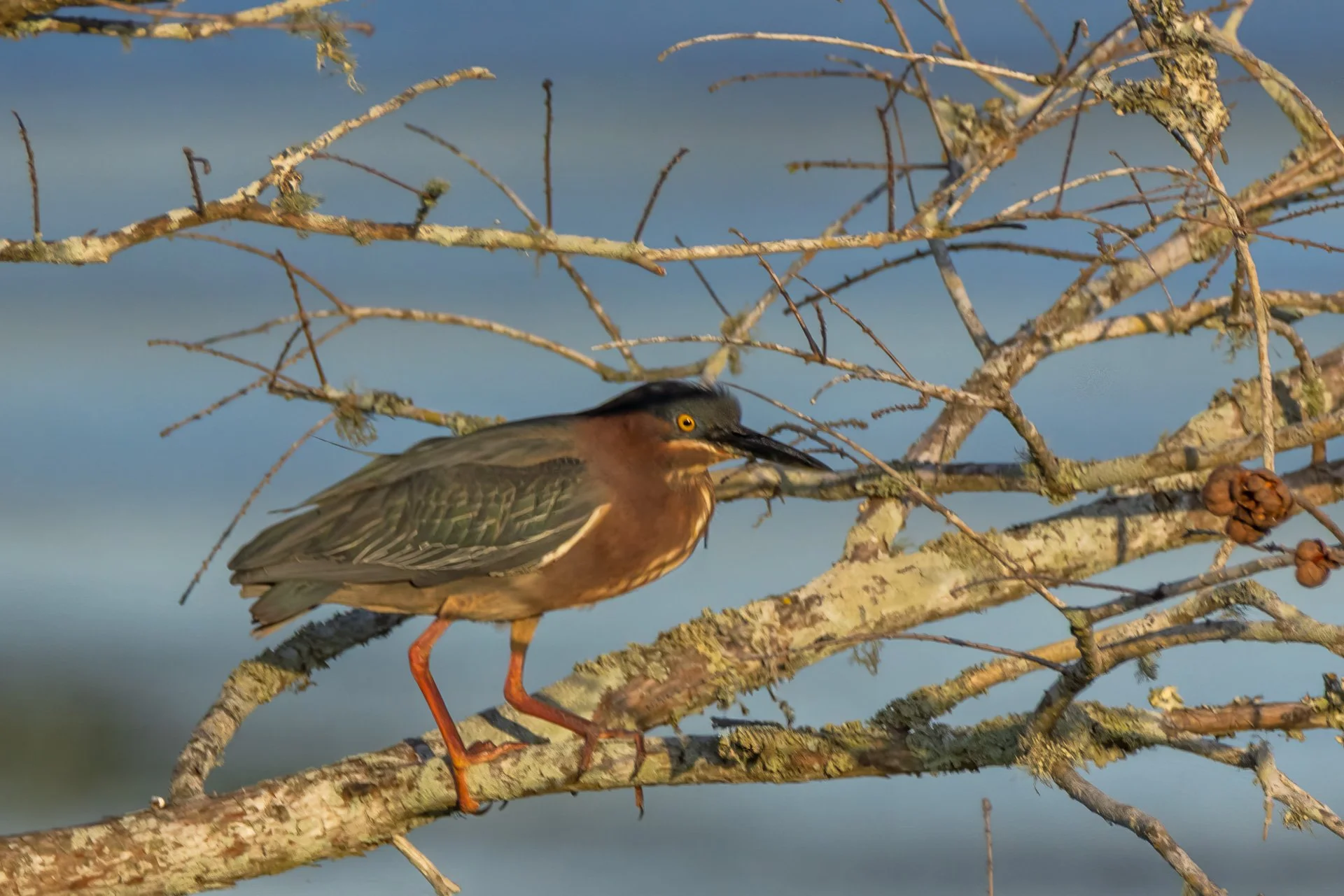 Green Heron