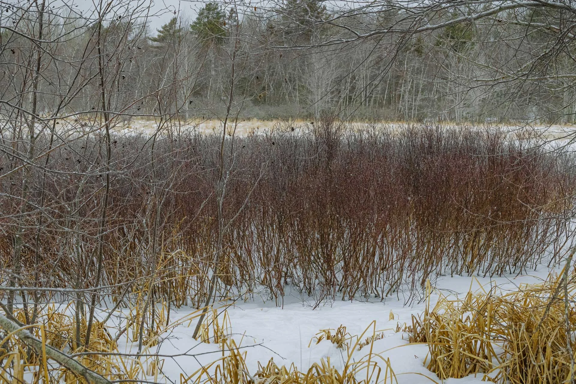 Meadow at Suer de Monds