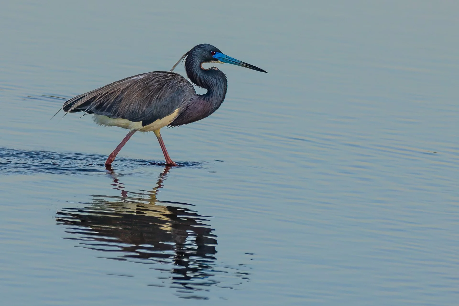 Tricolored Heron