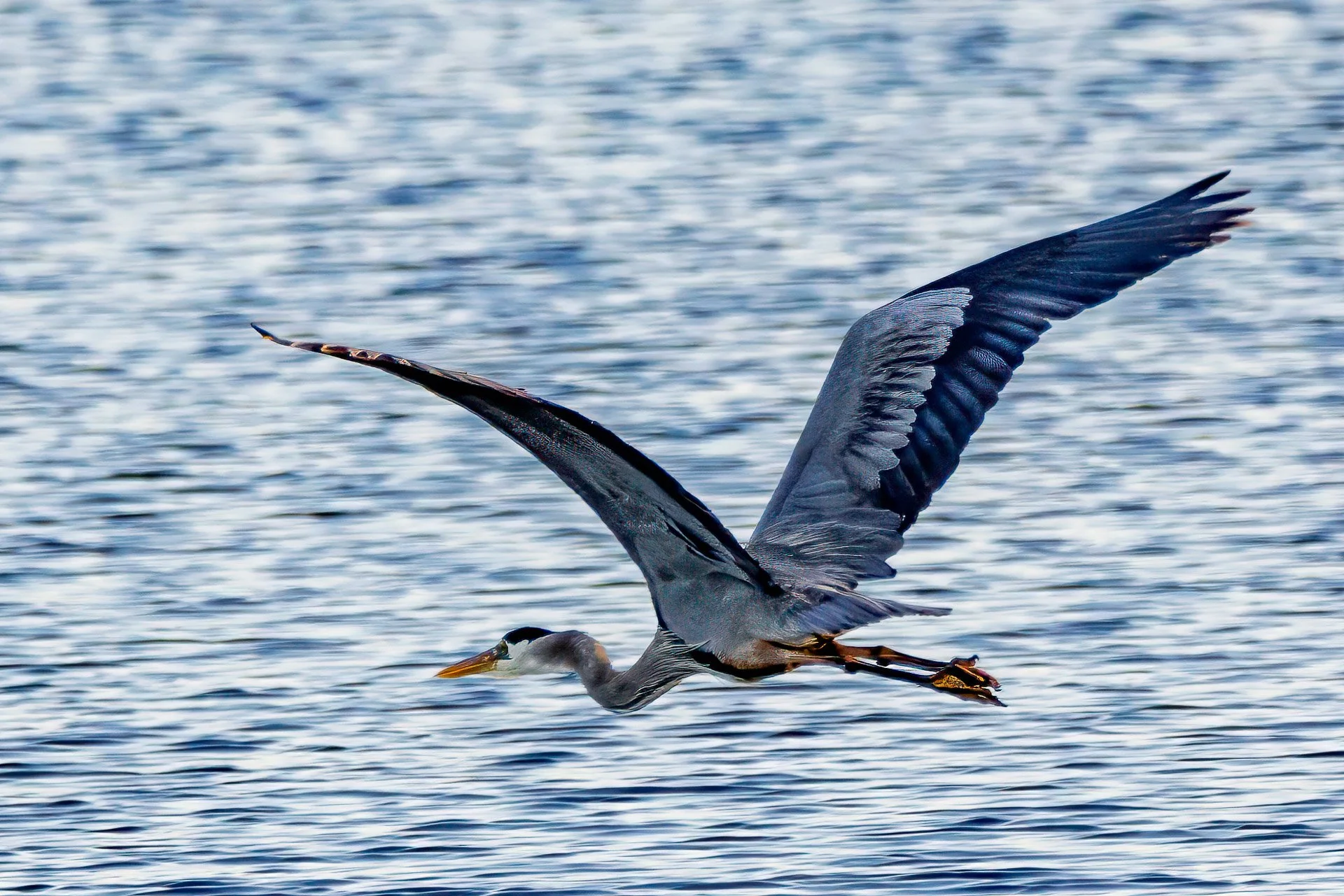 Great Blue Heron